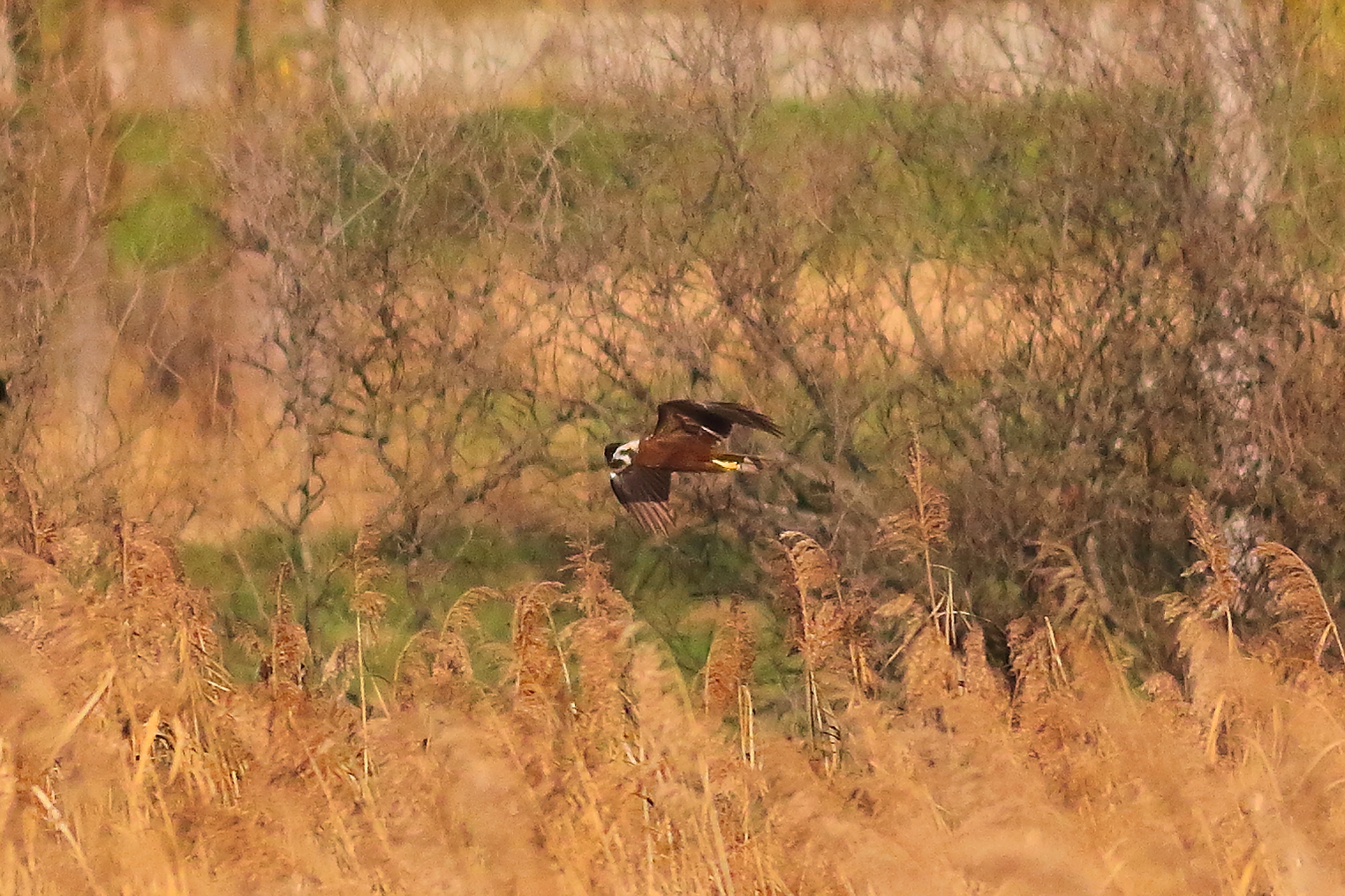 Marsh Harrier F 16-12-2023