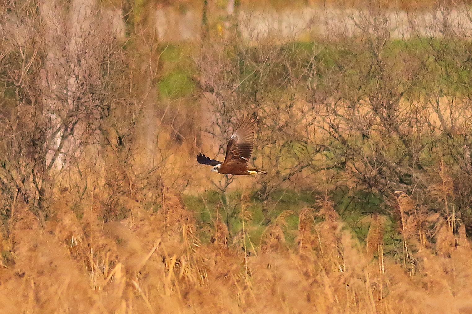 Marsh Harrier F 16-12-2023