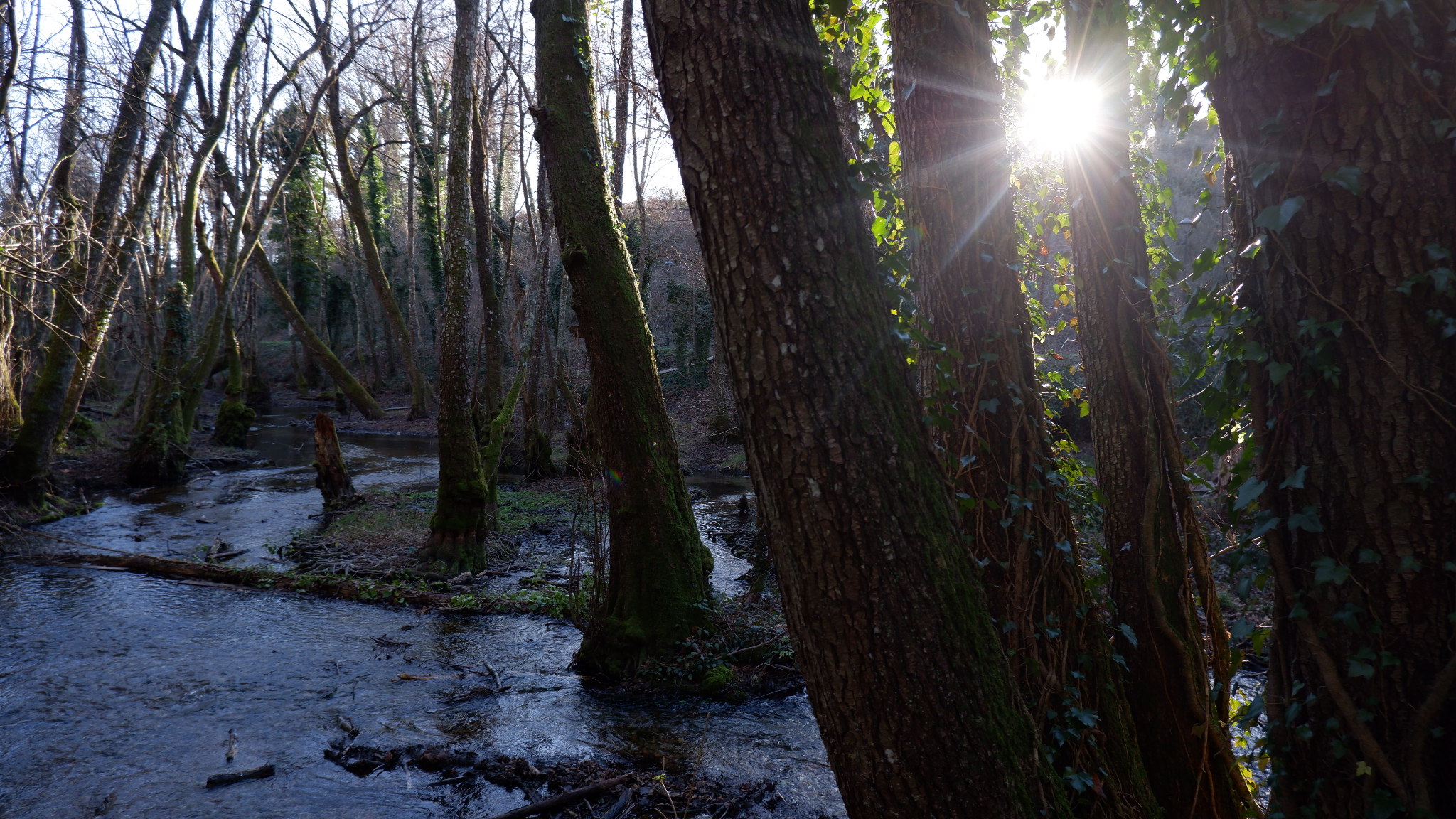 Rays of sunshine in the woods