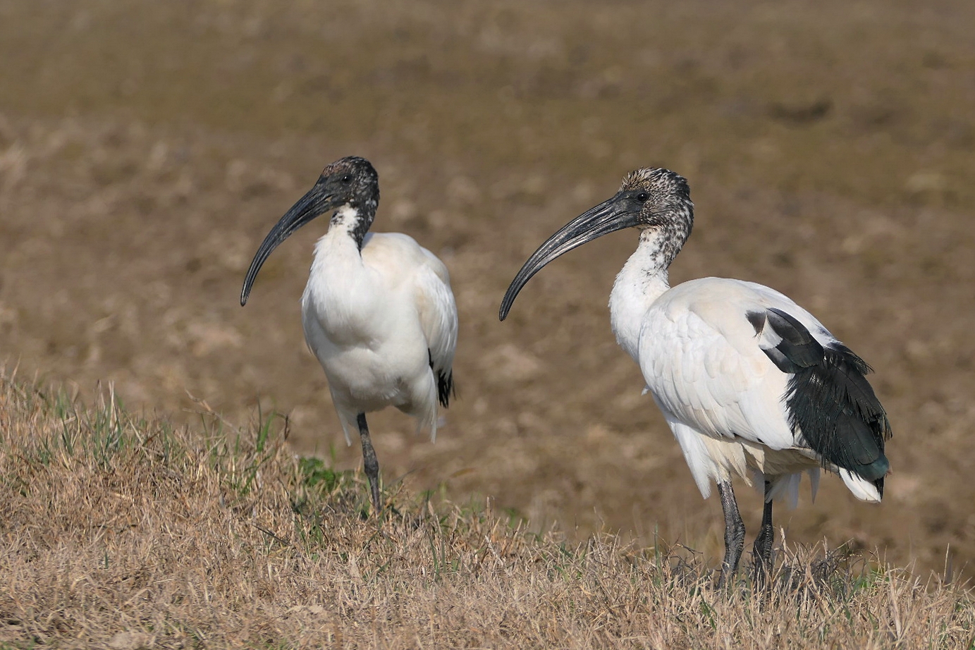 Ibis
