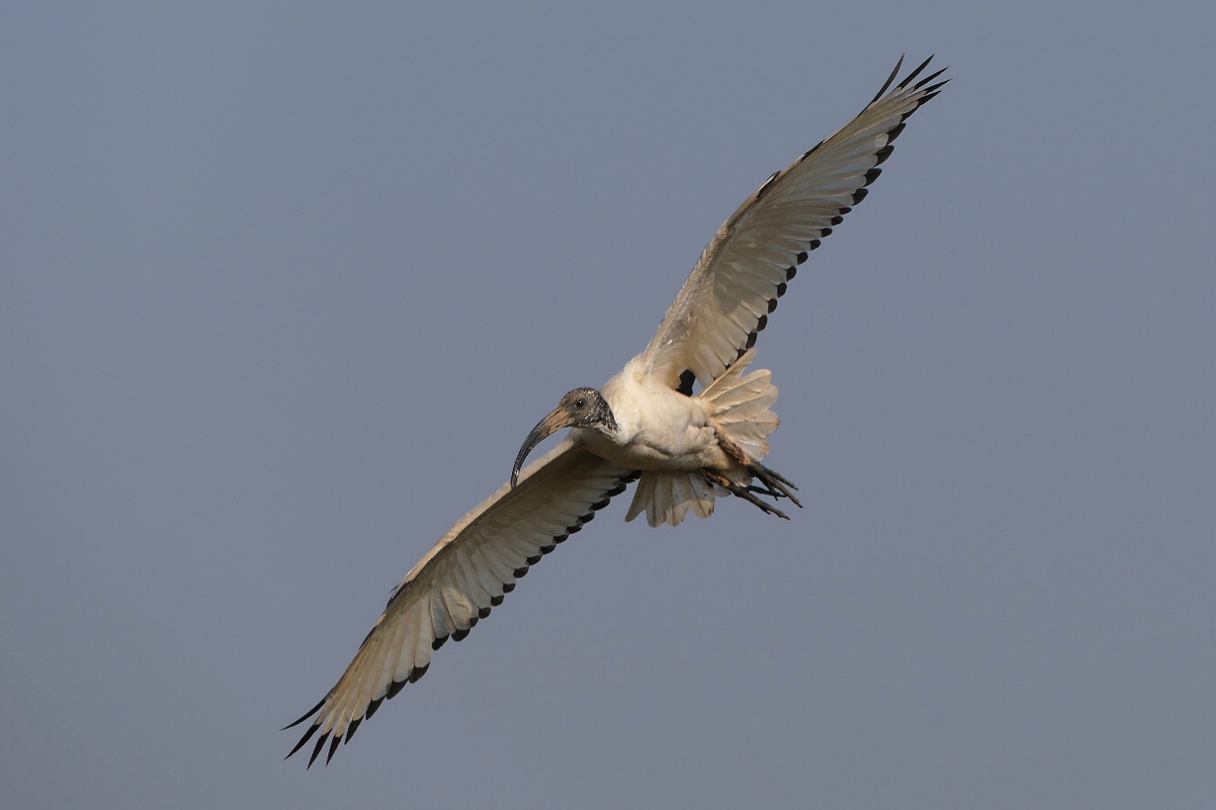 Ibis
