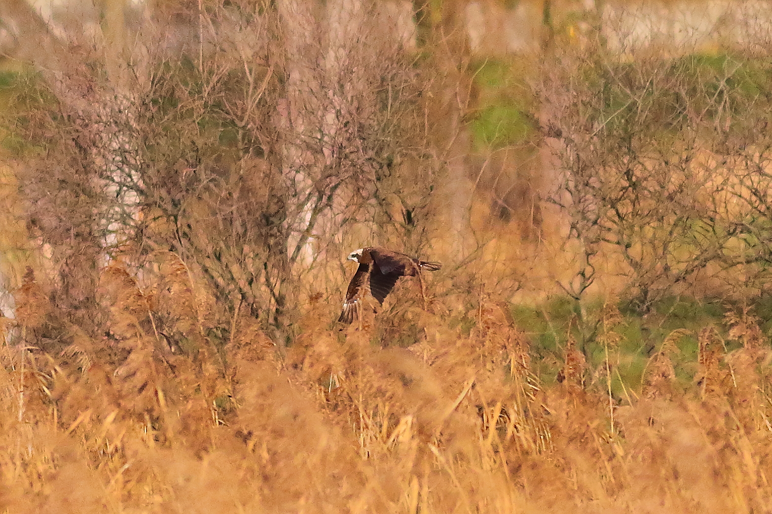 Marsh Harrier F 16-12-2023