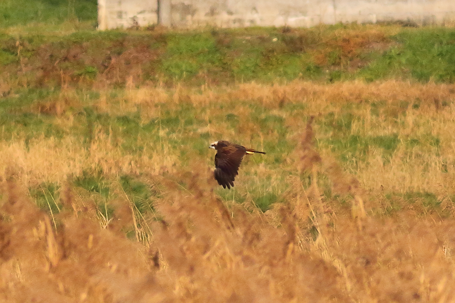 Marsh Harrier F 16-12-2023