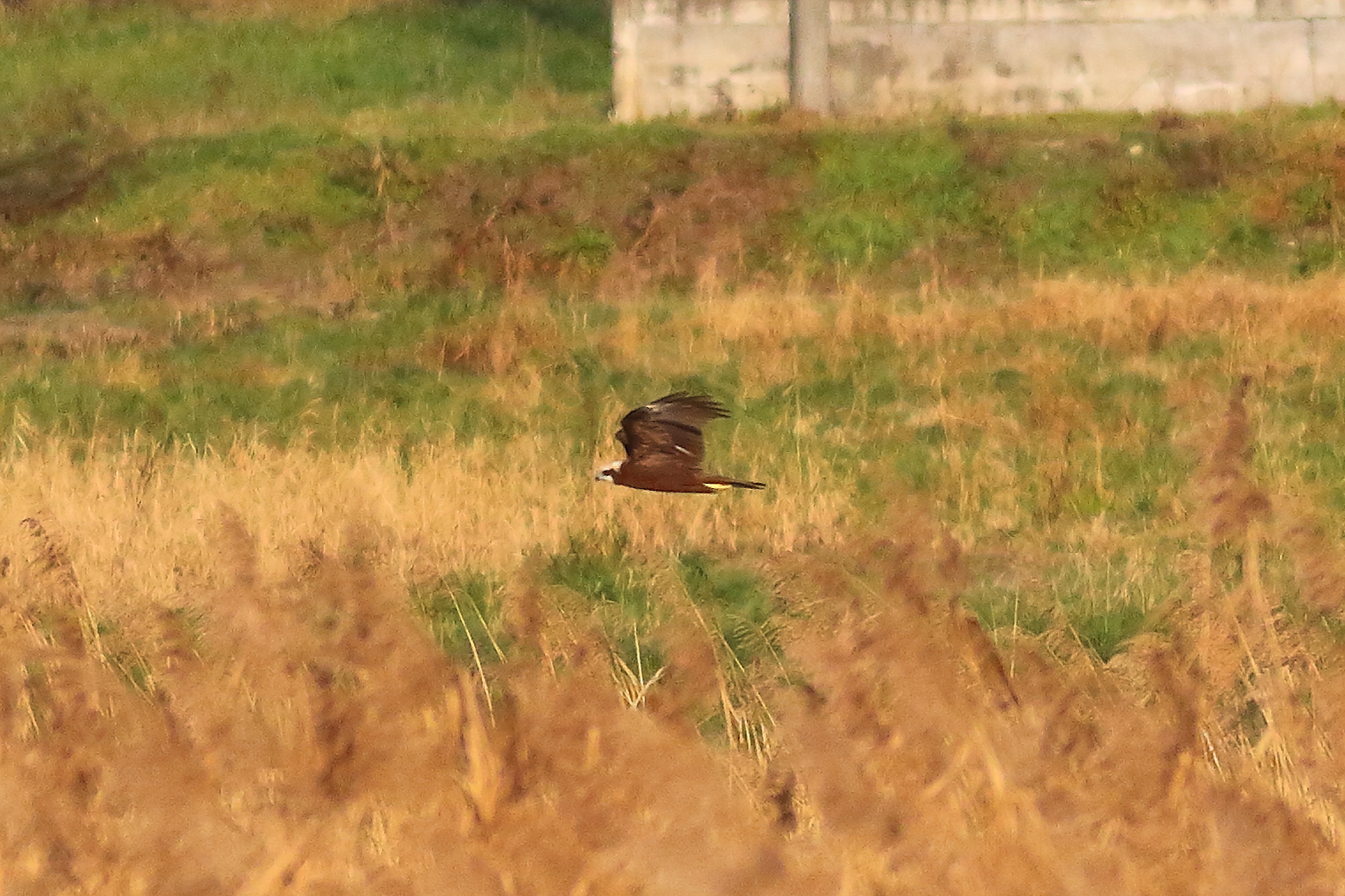 Marsh Harrier F 16-12-2023