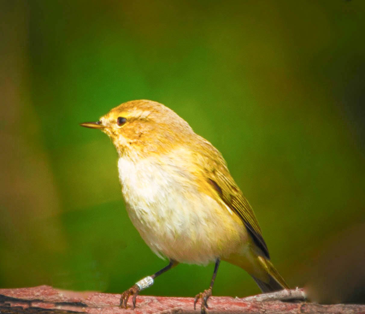 Un piccolo uccellino inannellato