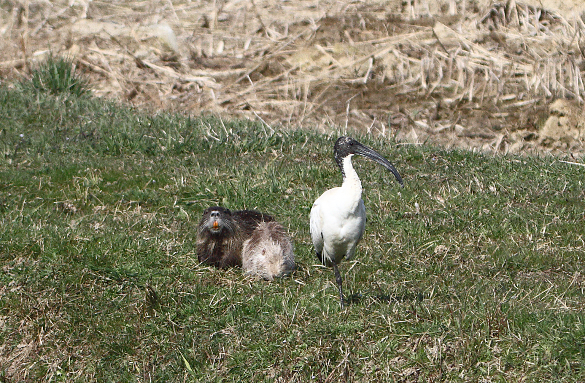 Questo si che è un trio strano...