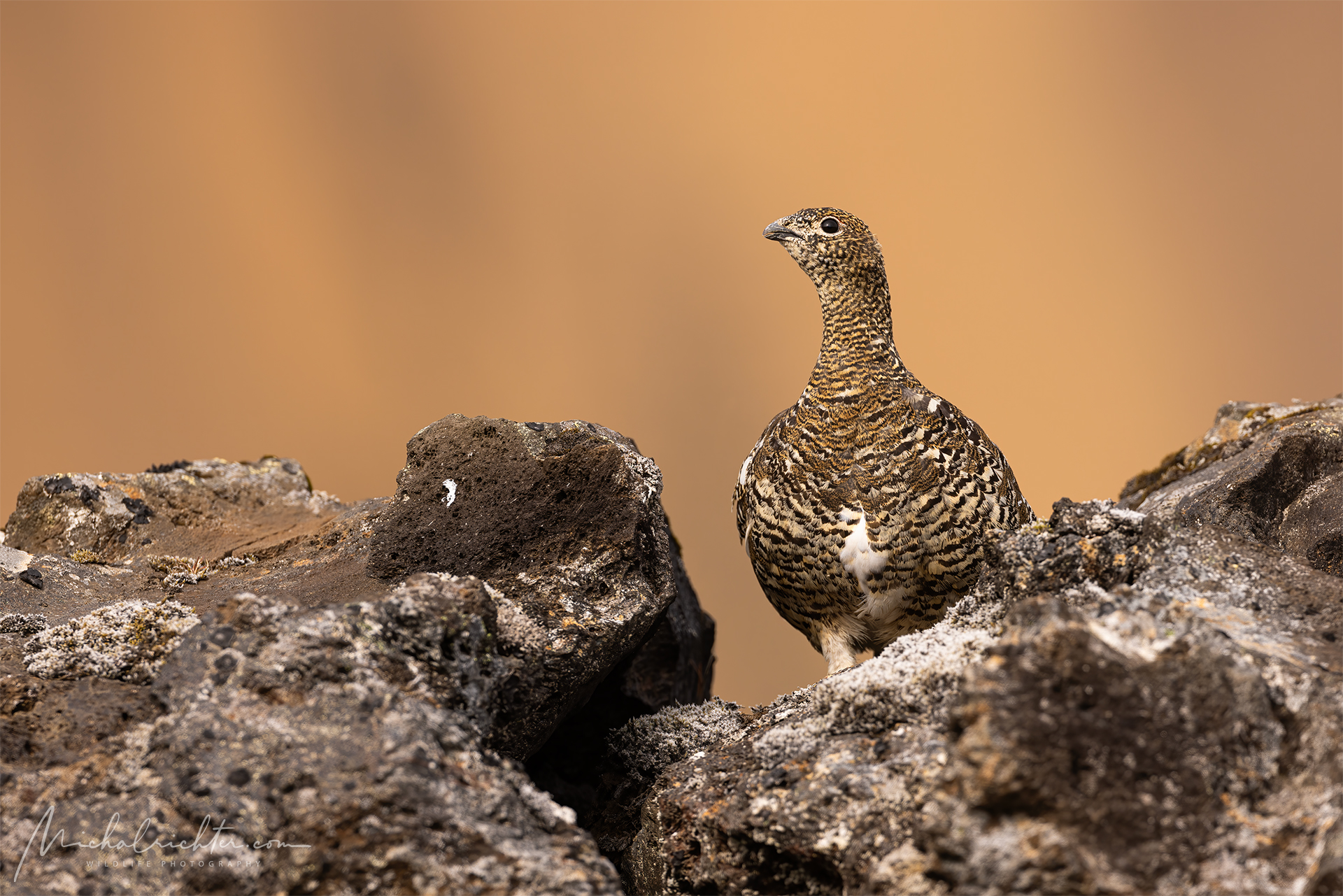 Lagopus muta (Pernice bianca delle rocce)