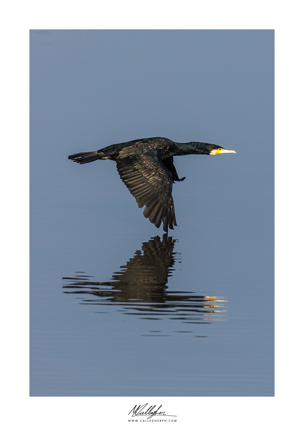 Cormorant