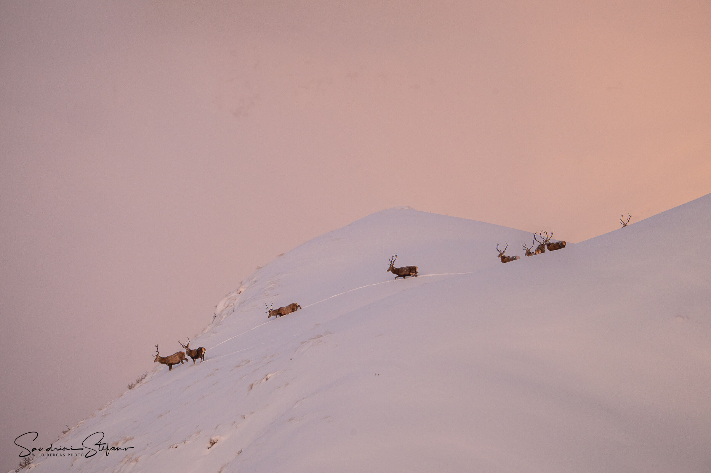 Deer at sunrise