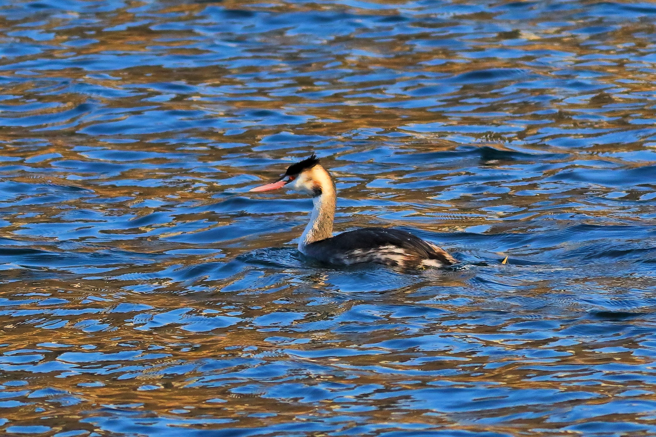 Grebe 16-12-2023