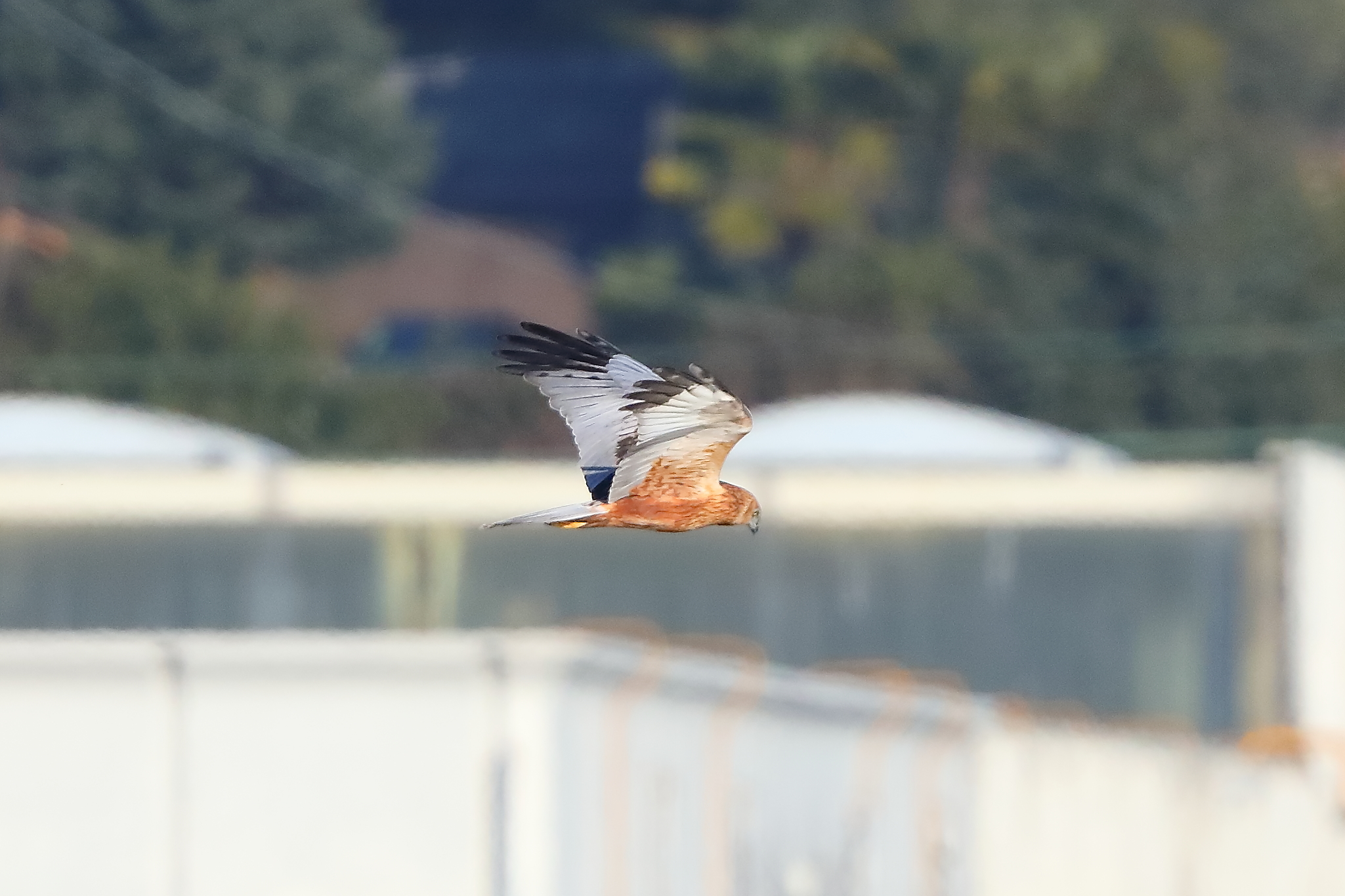 Marsh Harrier M 14-12-2023