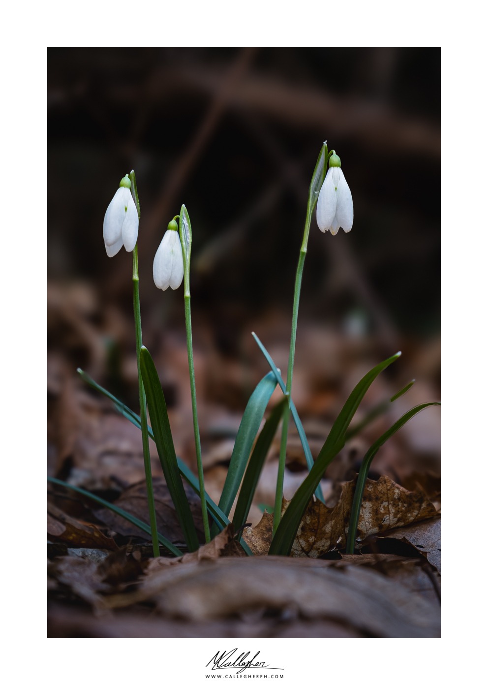 First Snowdrops