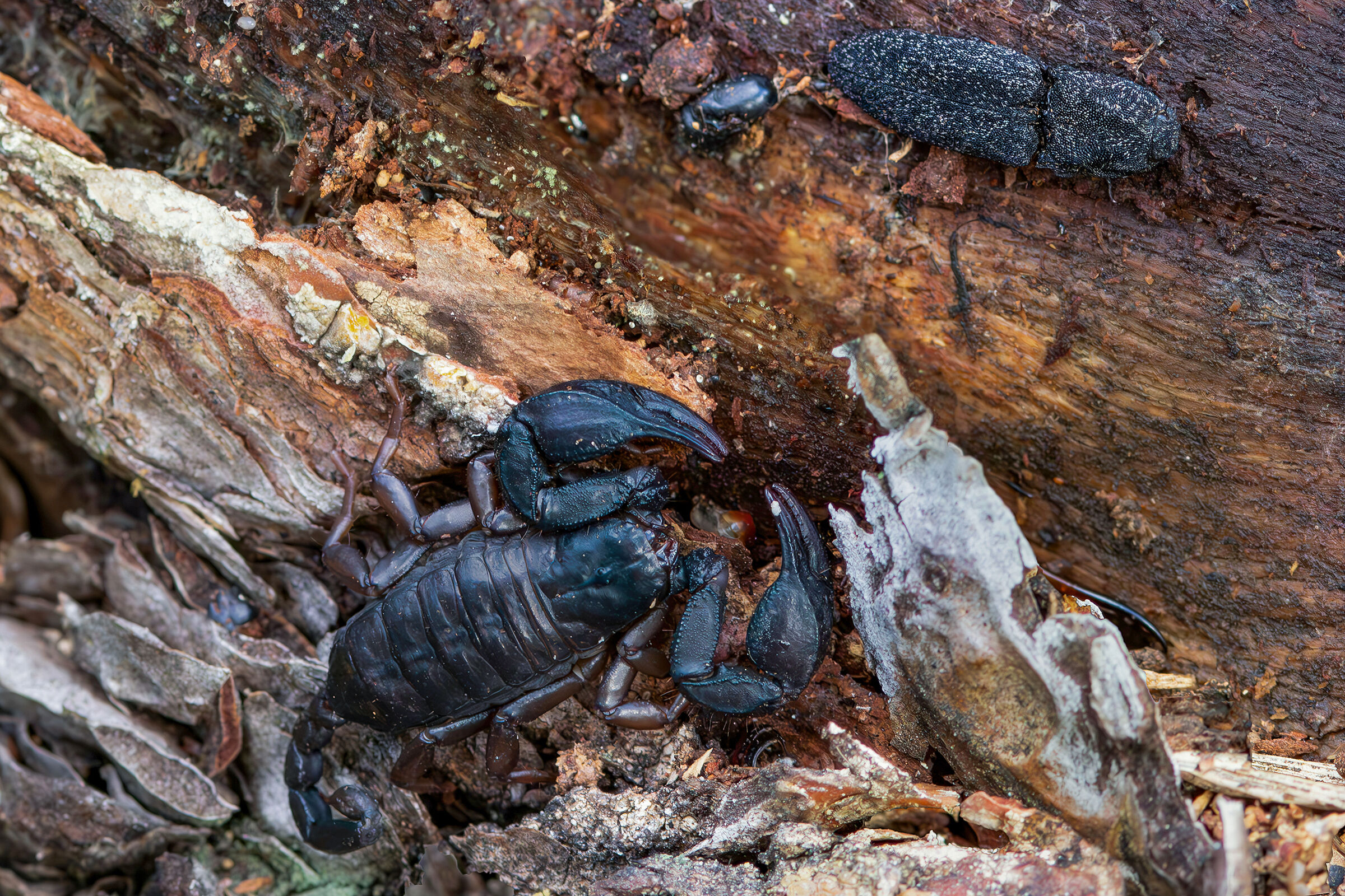 Life under the bark