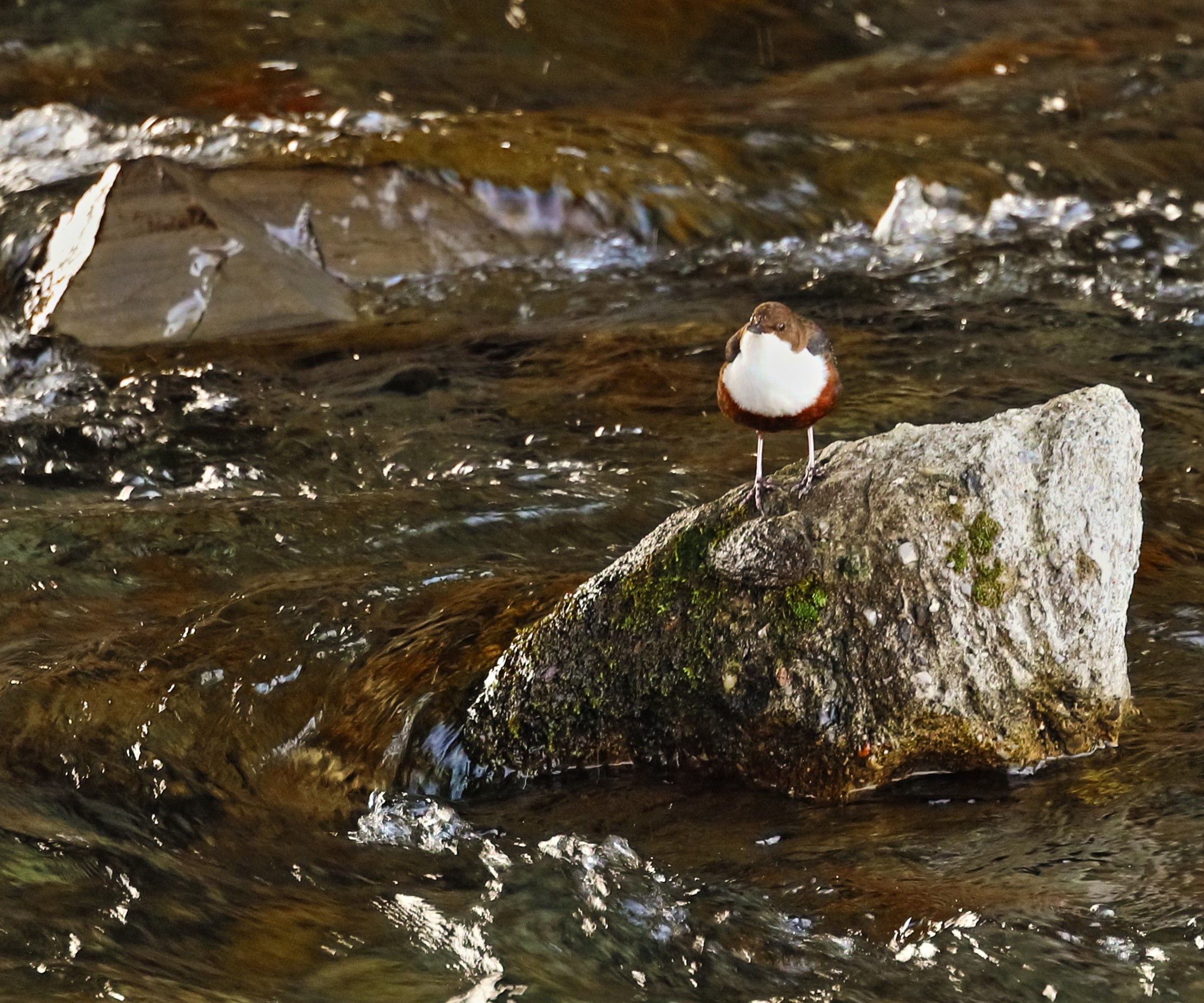 White-throated dipper