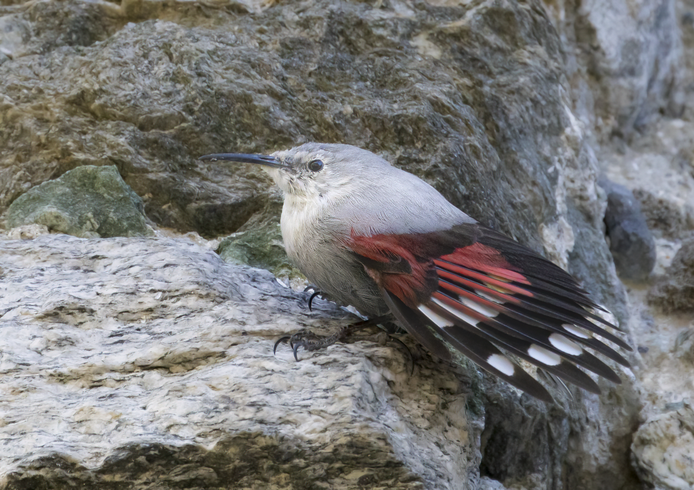 picchio muraiolo sfarfalla