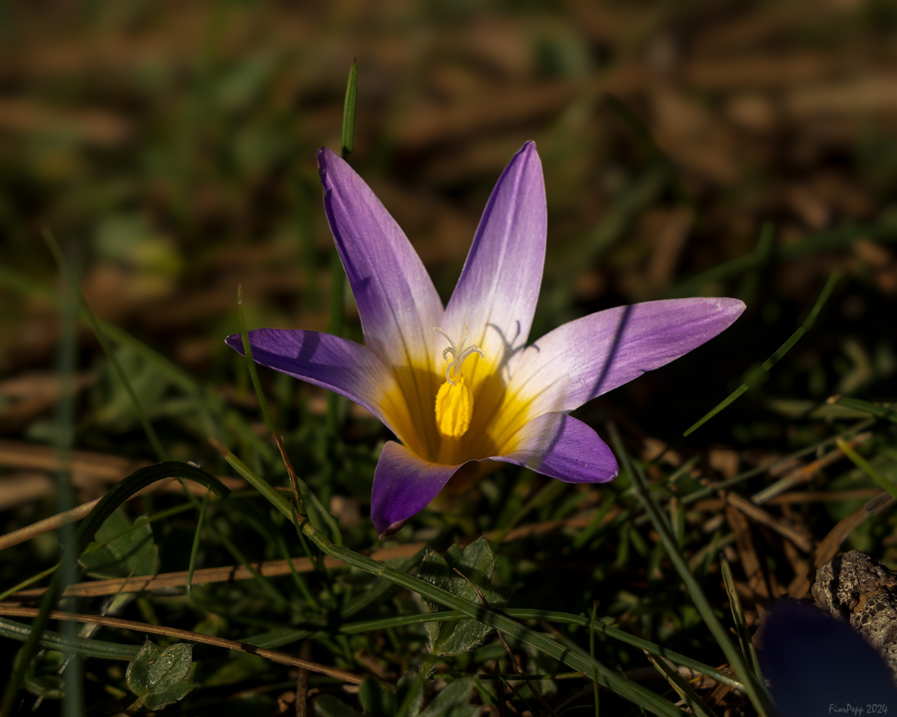 Crocuses of Sila