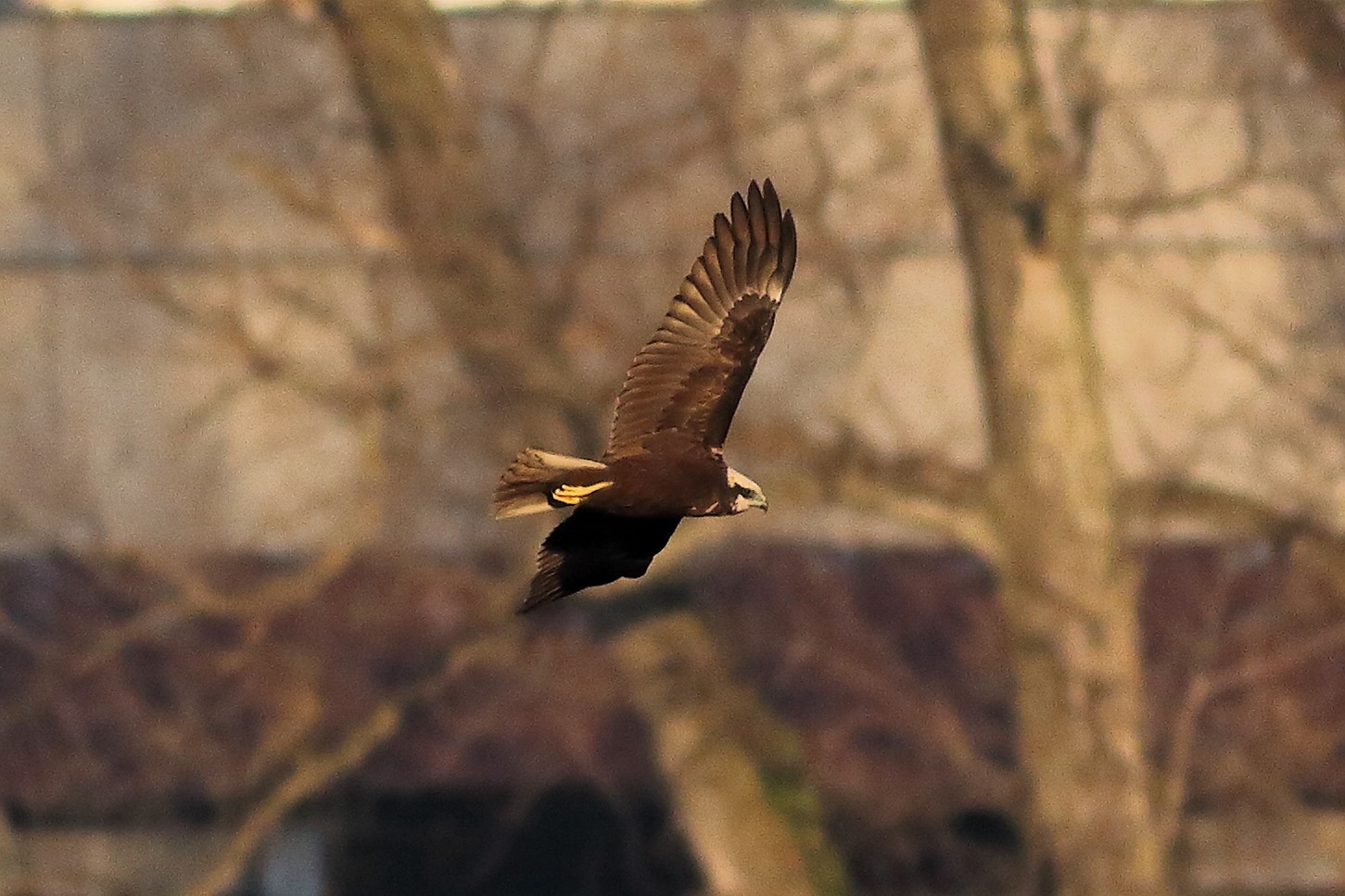 Falco palude F dicembre 2023