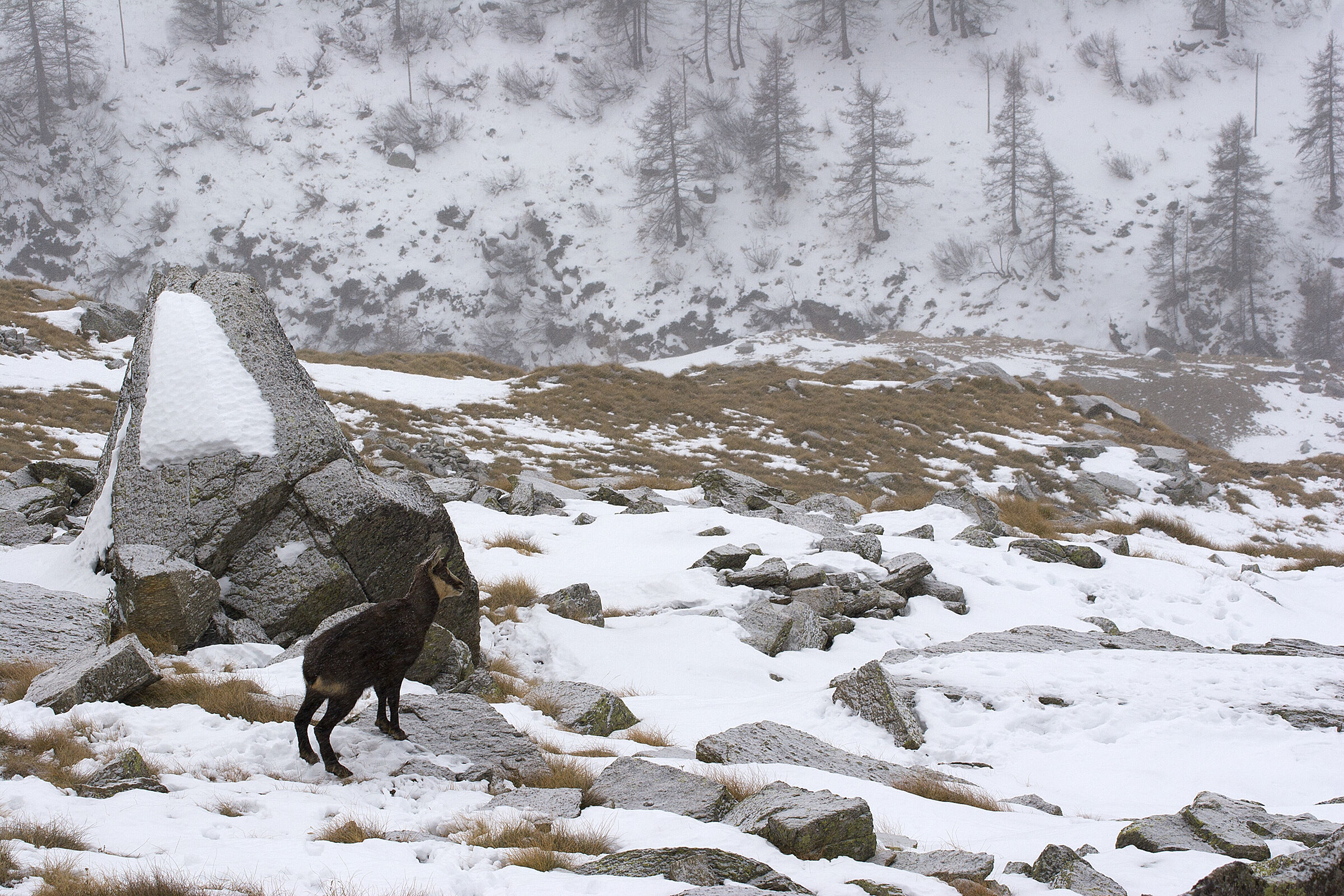 Set Chamois - Orco Valley
