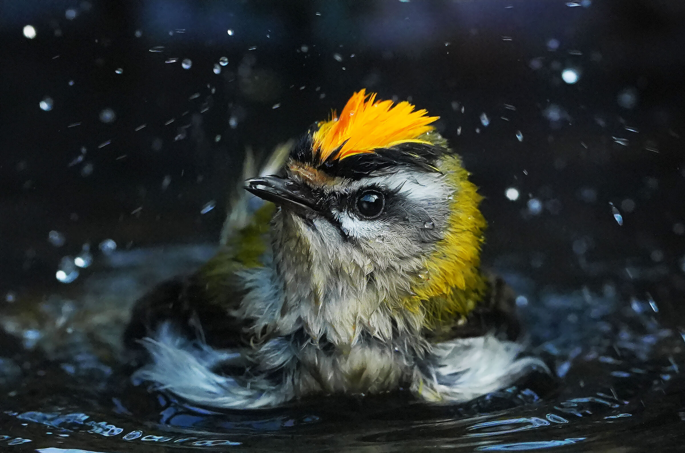 fiorracino al bagno 2