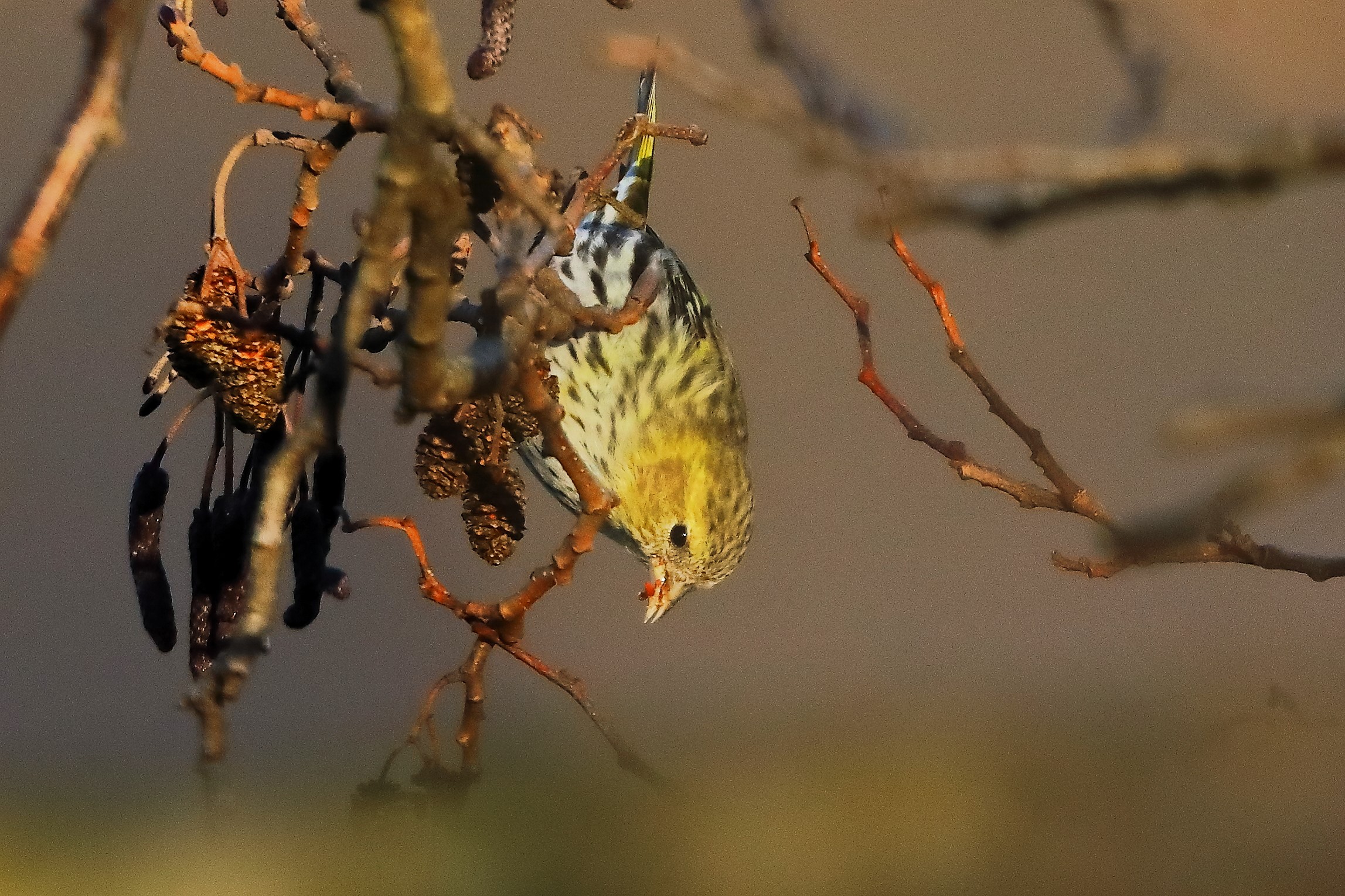 Lucherino 14-12-2023