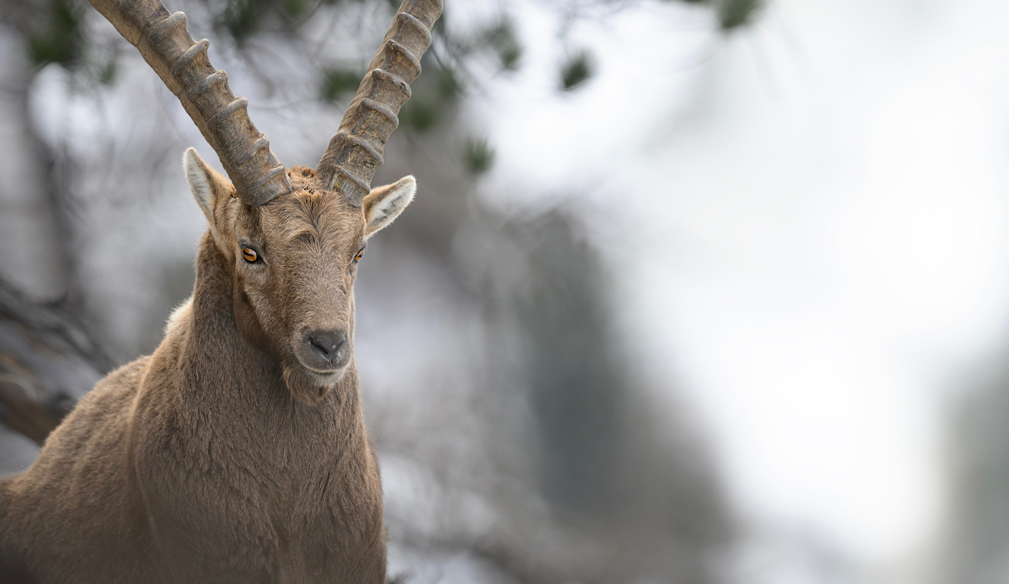 Ritratto di stambecco