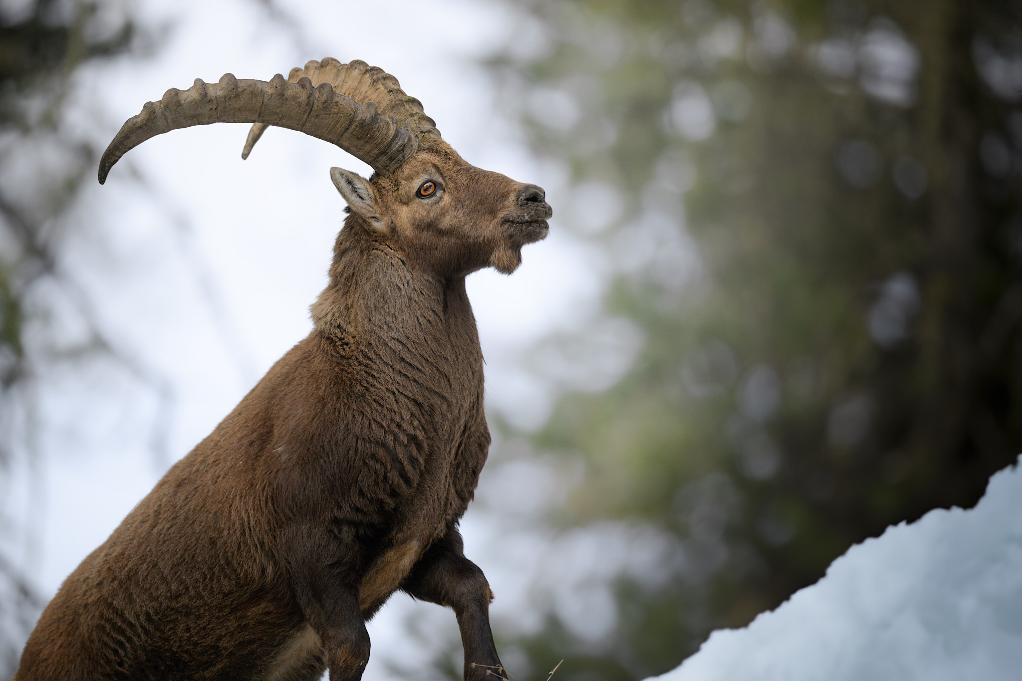 Capra ibex
