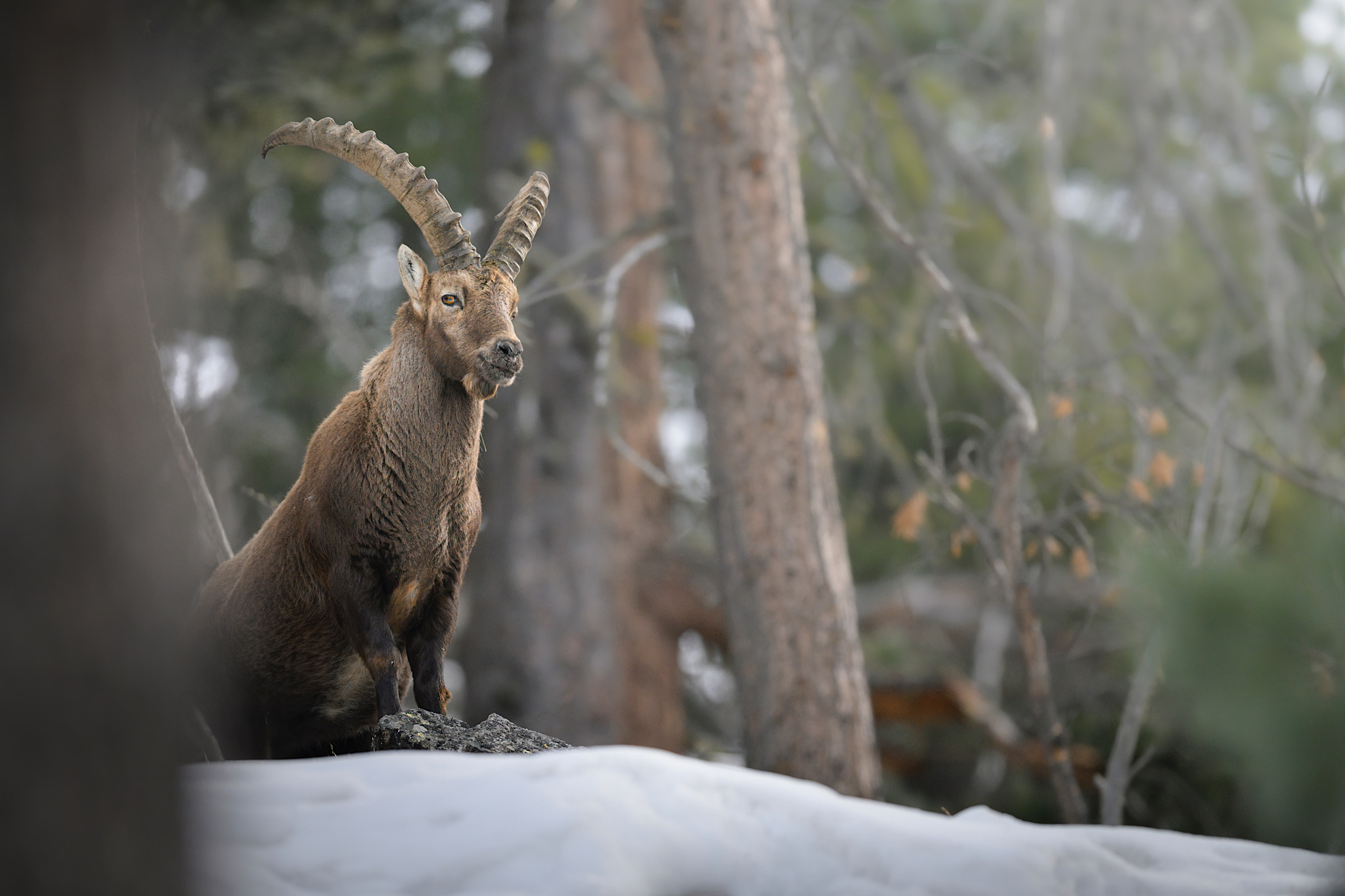 Stambecco nei boschi