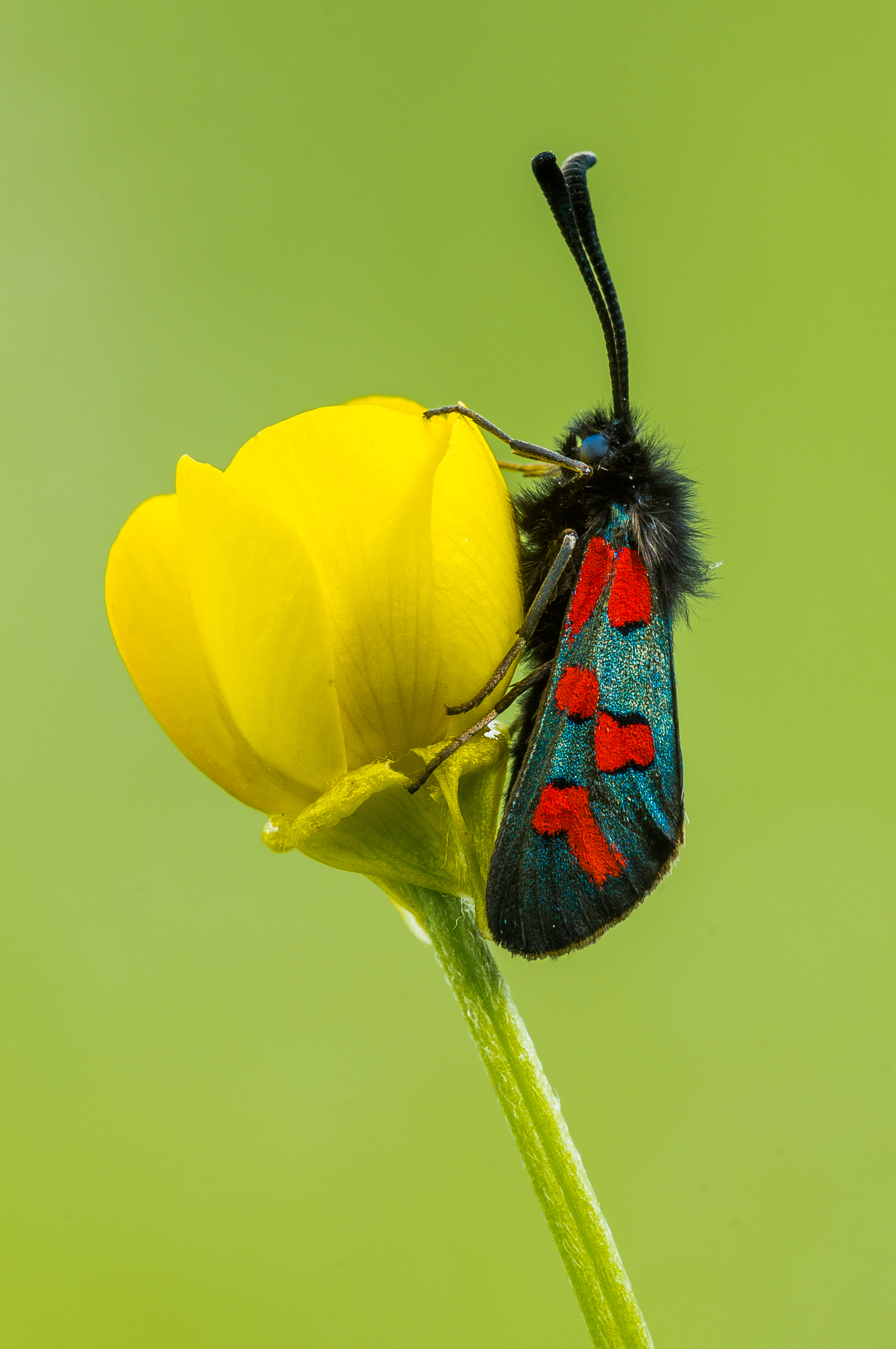 Zygaena sp