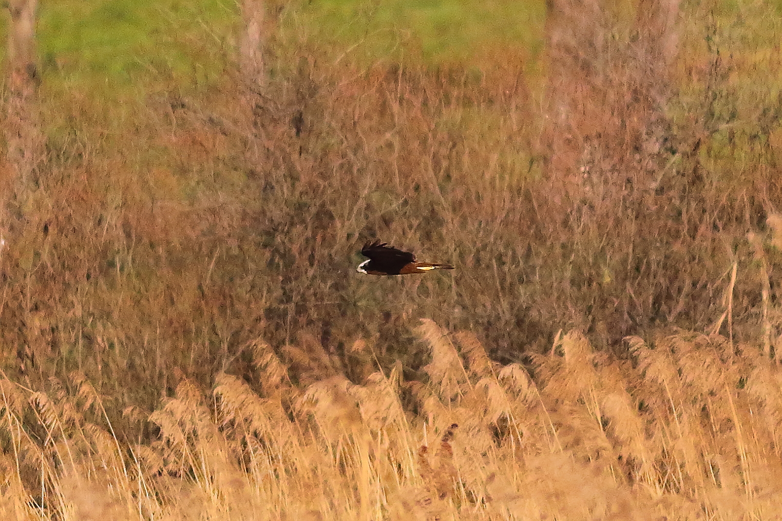 Marsh Harrier F 16-12-2023