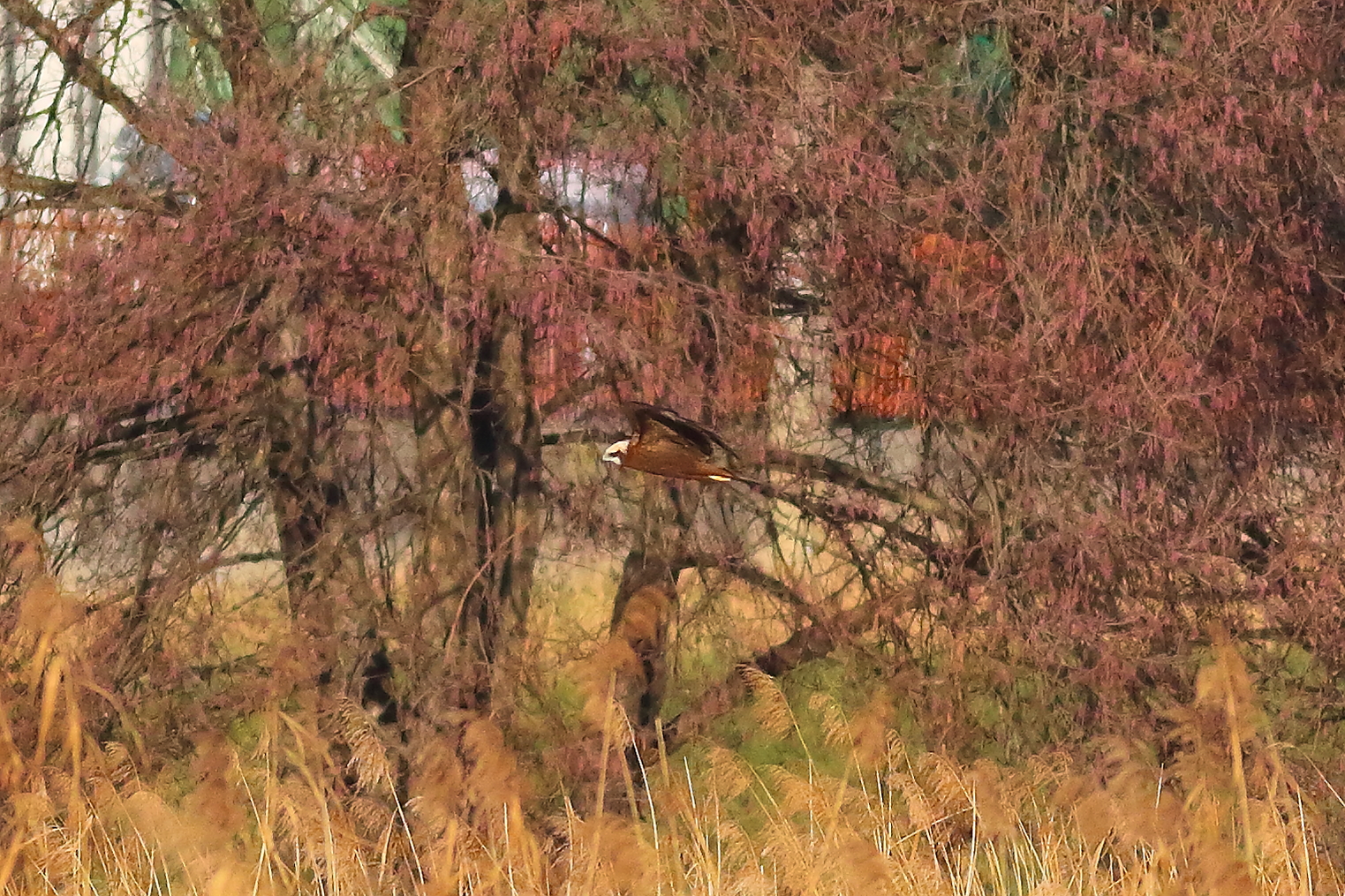 Marsh Harrier F 16-12-2023