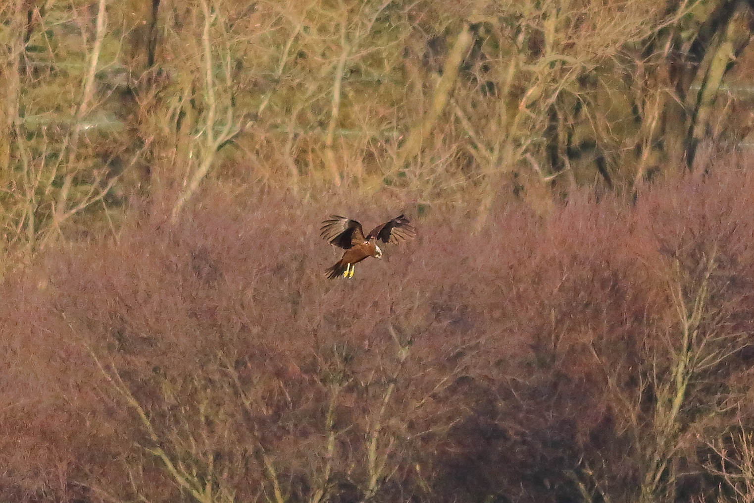 Marsh Harrier F 16-12-2023