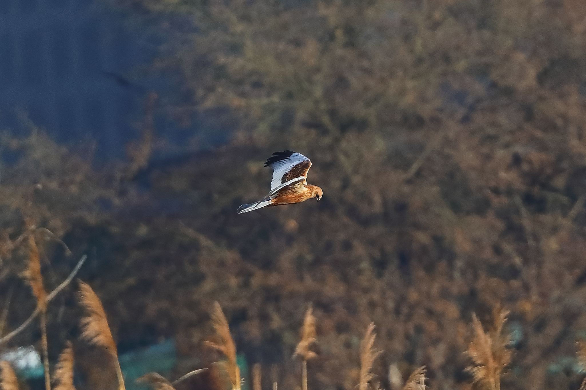 Falco palude M dicembre 2023