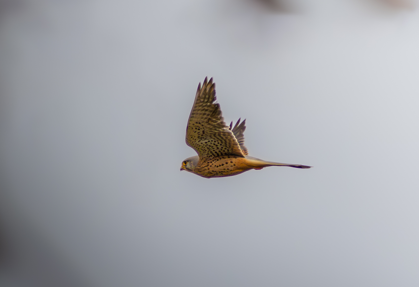 Gheppio maschio (Falco tinnunculus)
