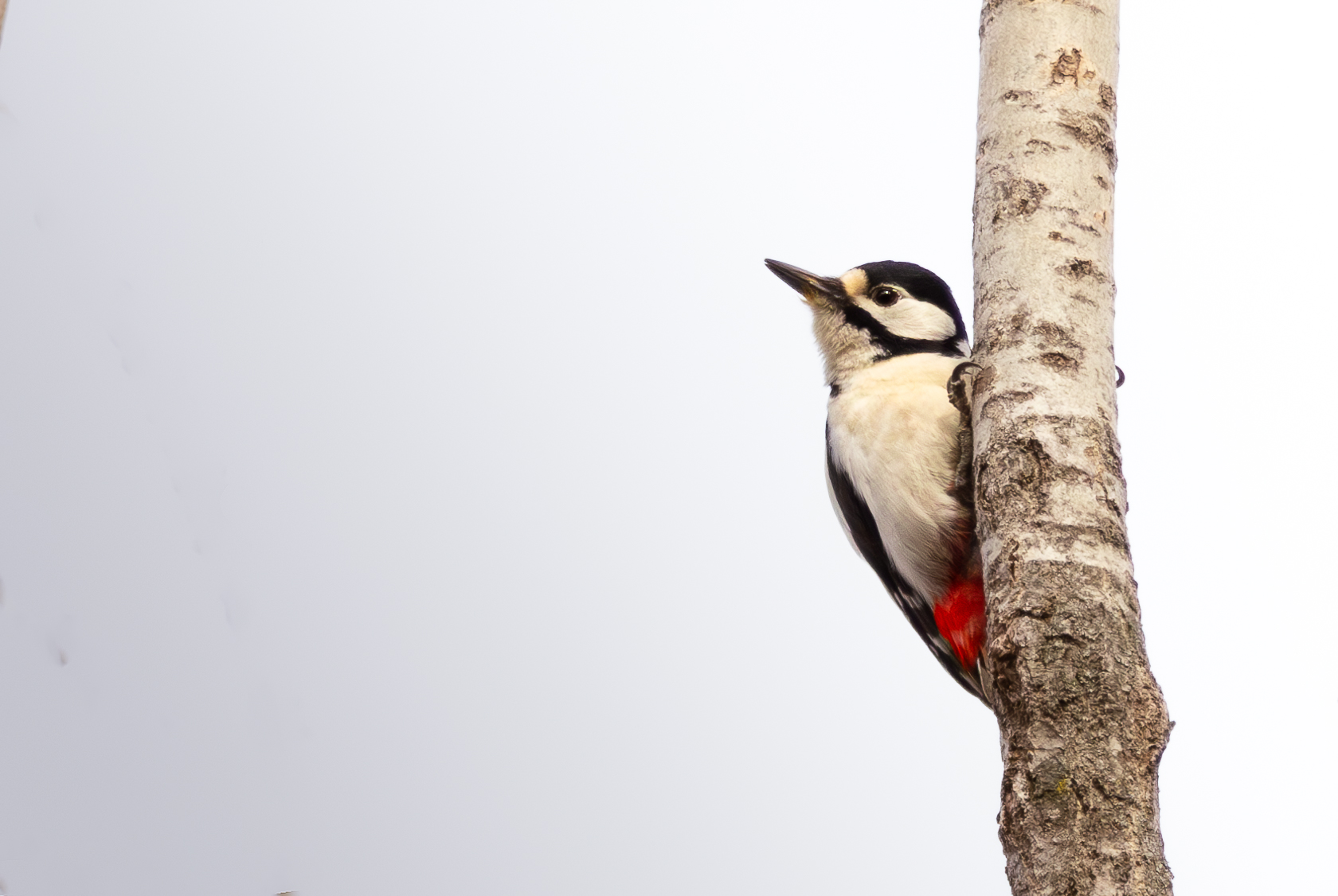 Picchio rosso maggiore (Dendrocopos major)