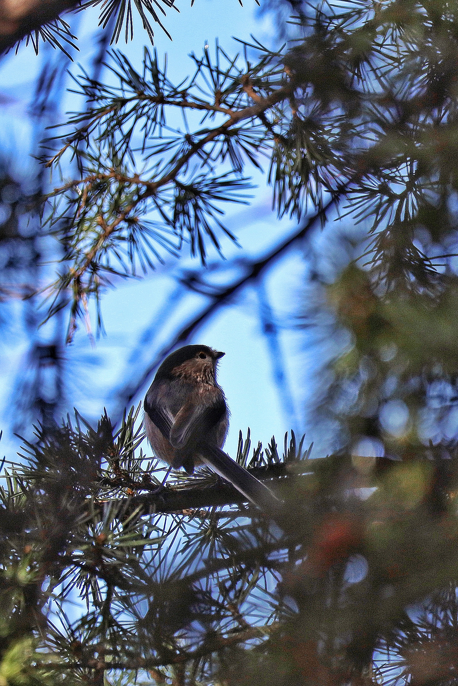 Aegithalos caudatus