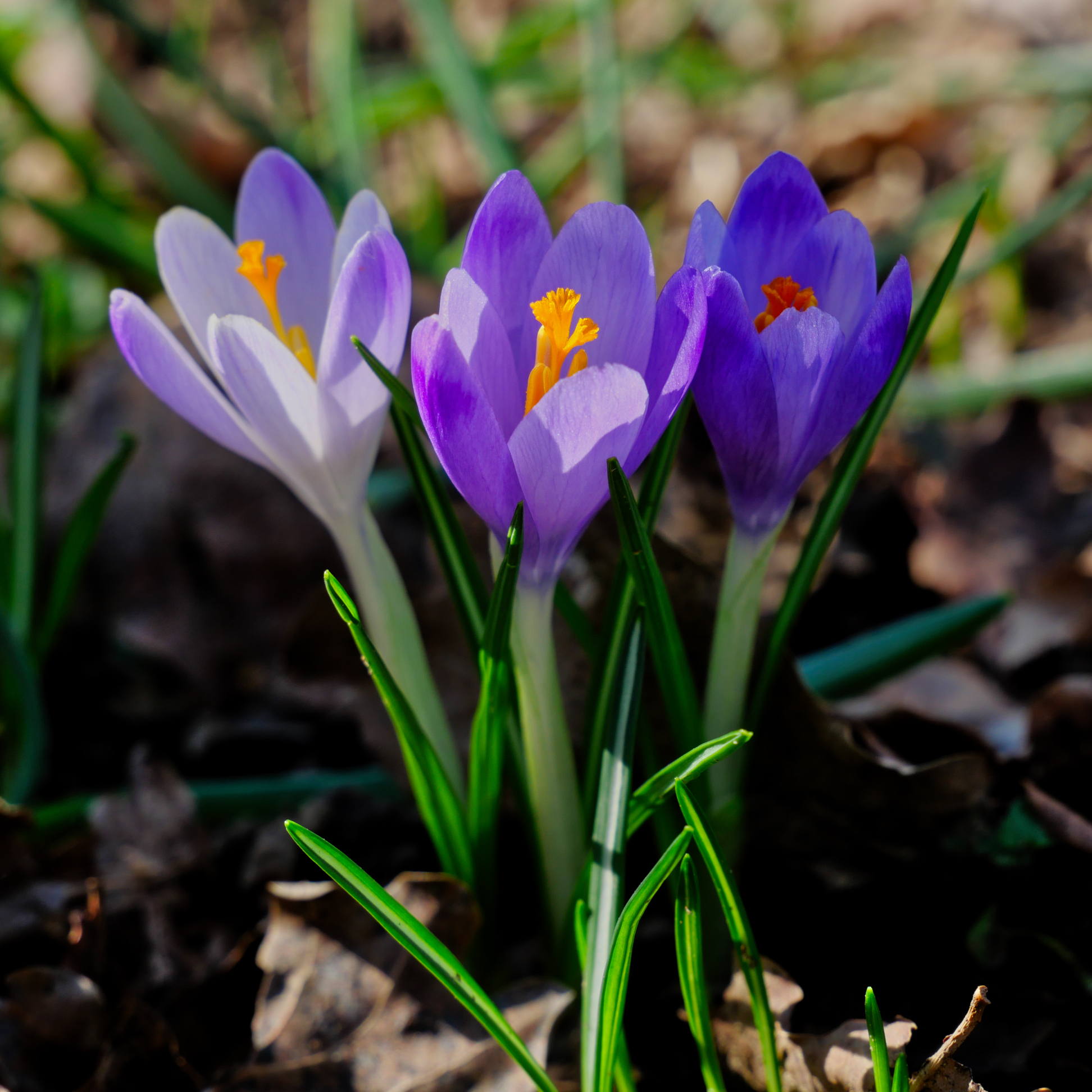the colours of the Crocus