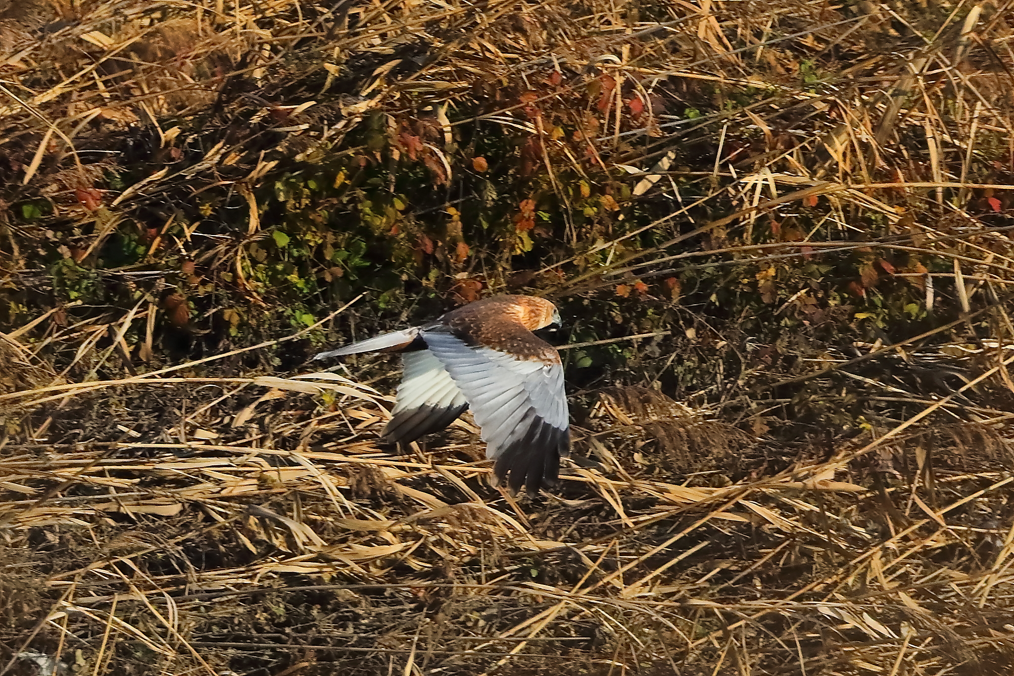 Marsh Harrier M 14-12-2023