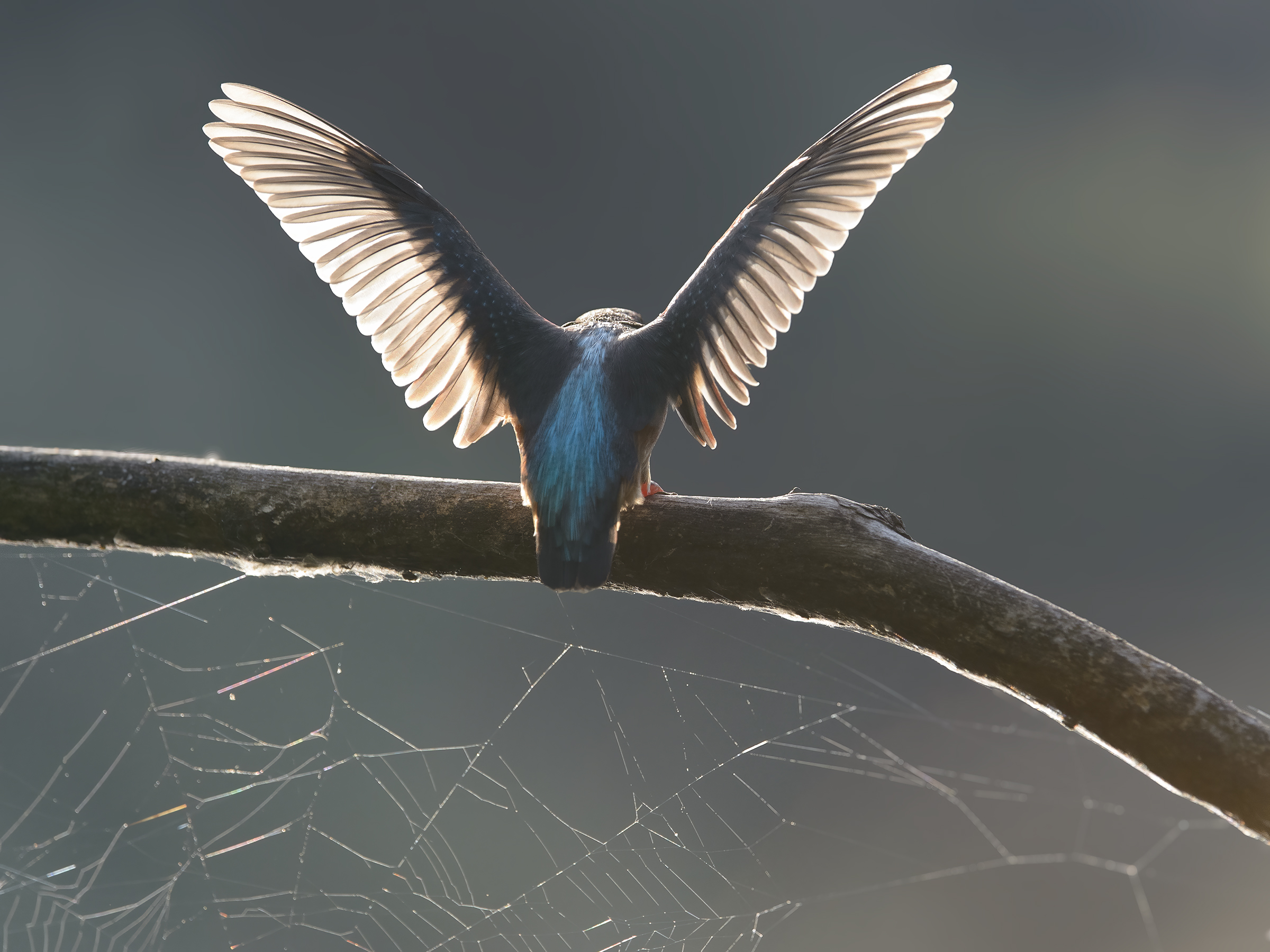 Martin pescatore (Alcedo atthis)