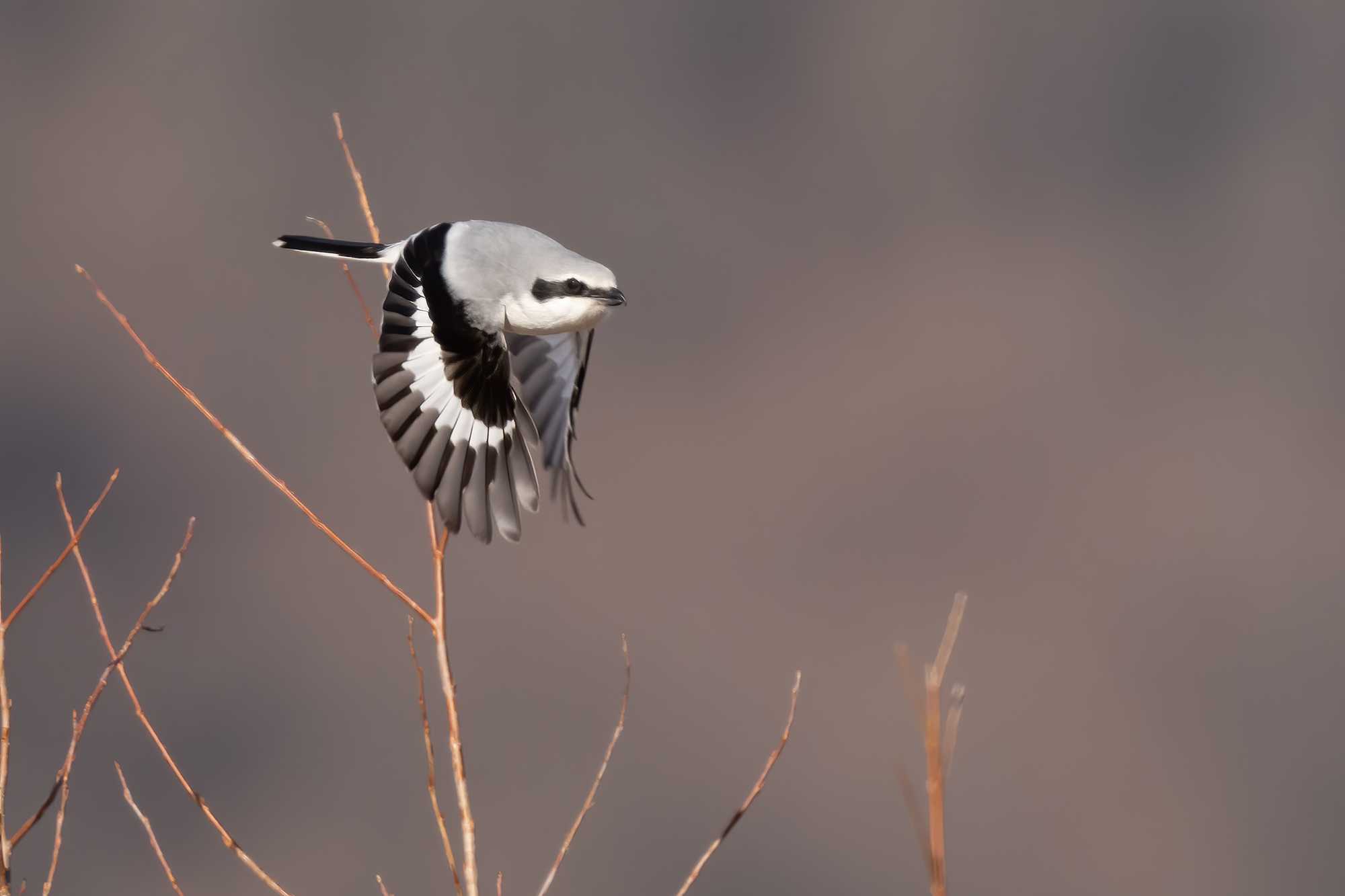 Great grey shrike