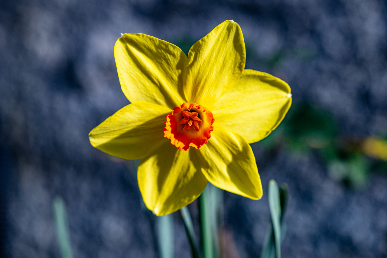 Narciso