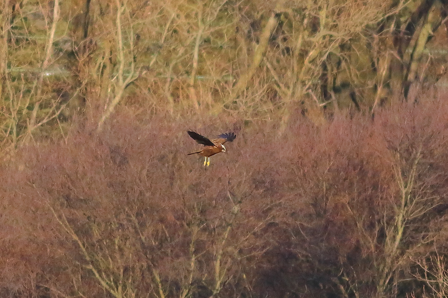Marsh Harrier F 16-12-2023
