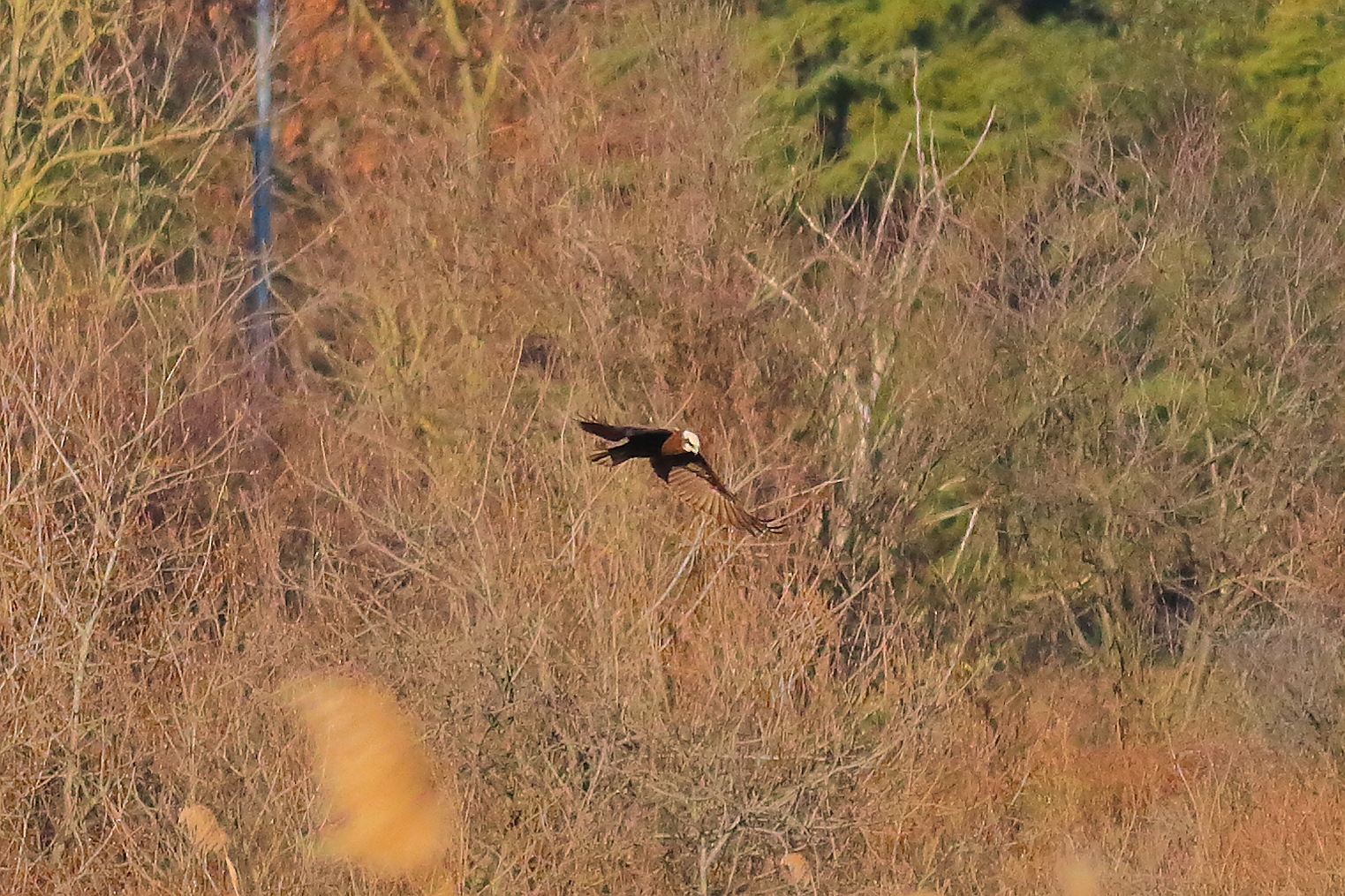 Marsh Harrier F 16-12-2023