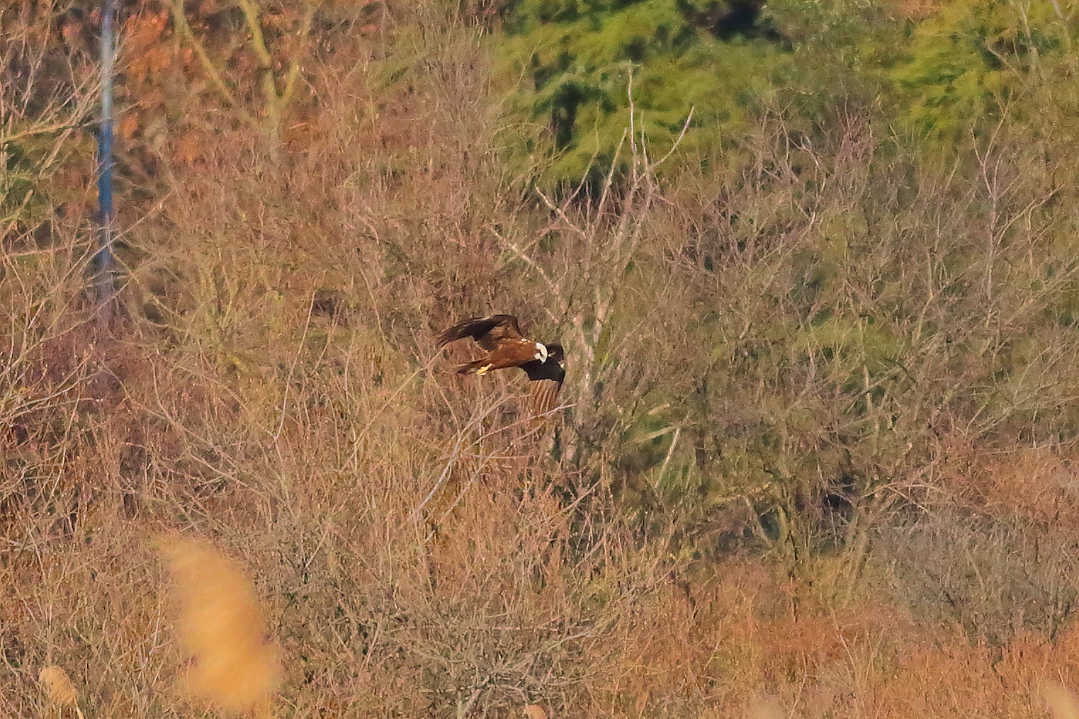 Marsh Harrier F 16-12-2023