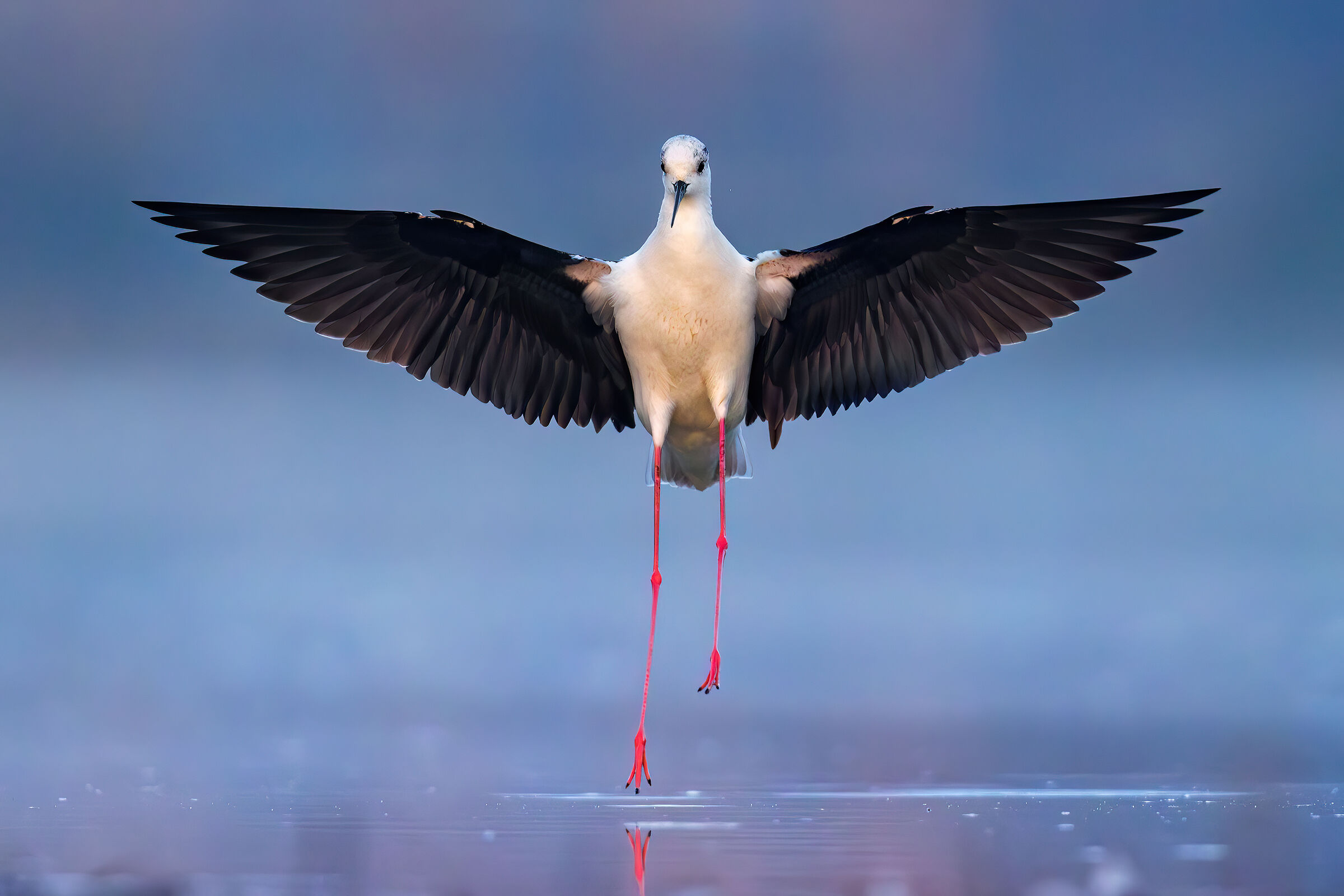 Cavaliere d'Italia nella nebbia