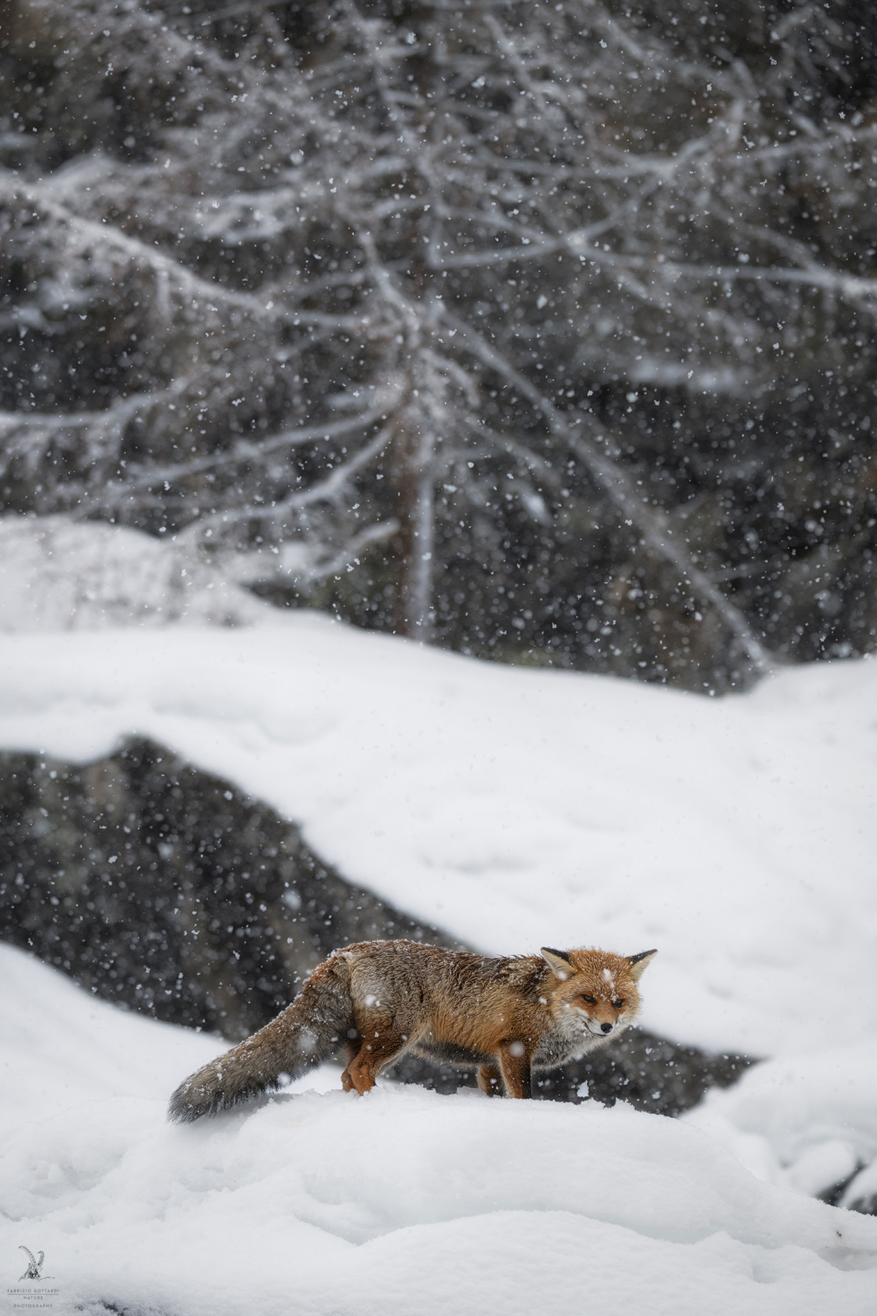 Fox under a heavy snowfall