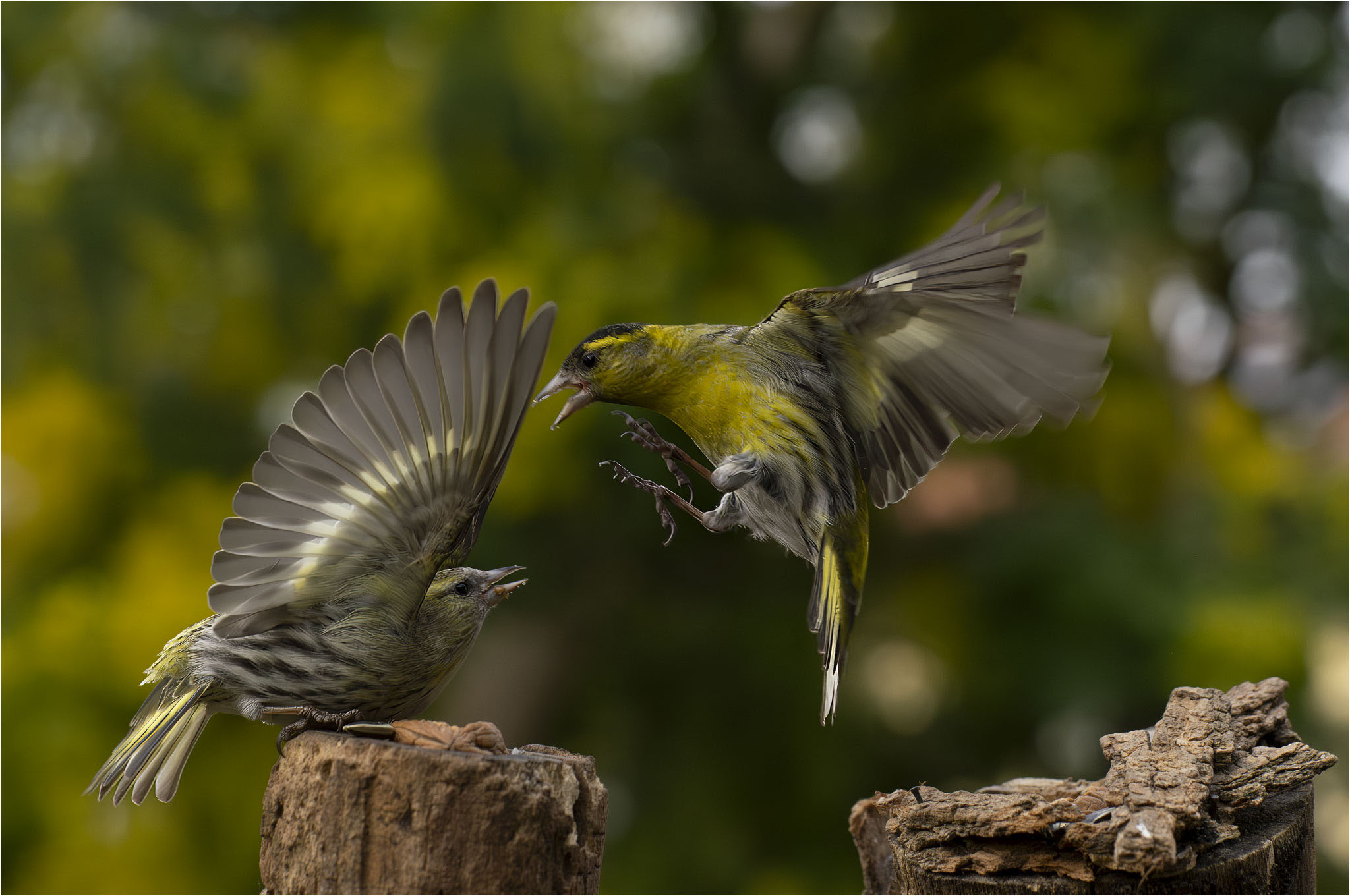 Battibecchi per il posatoio