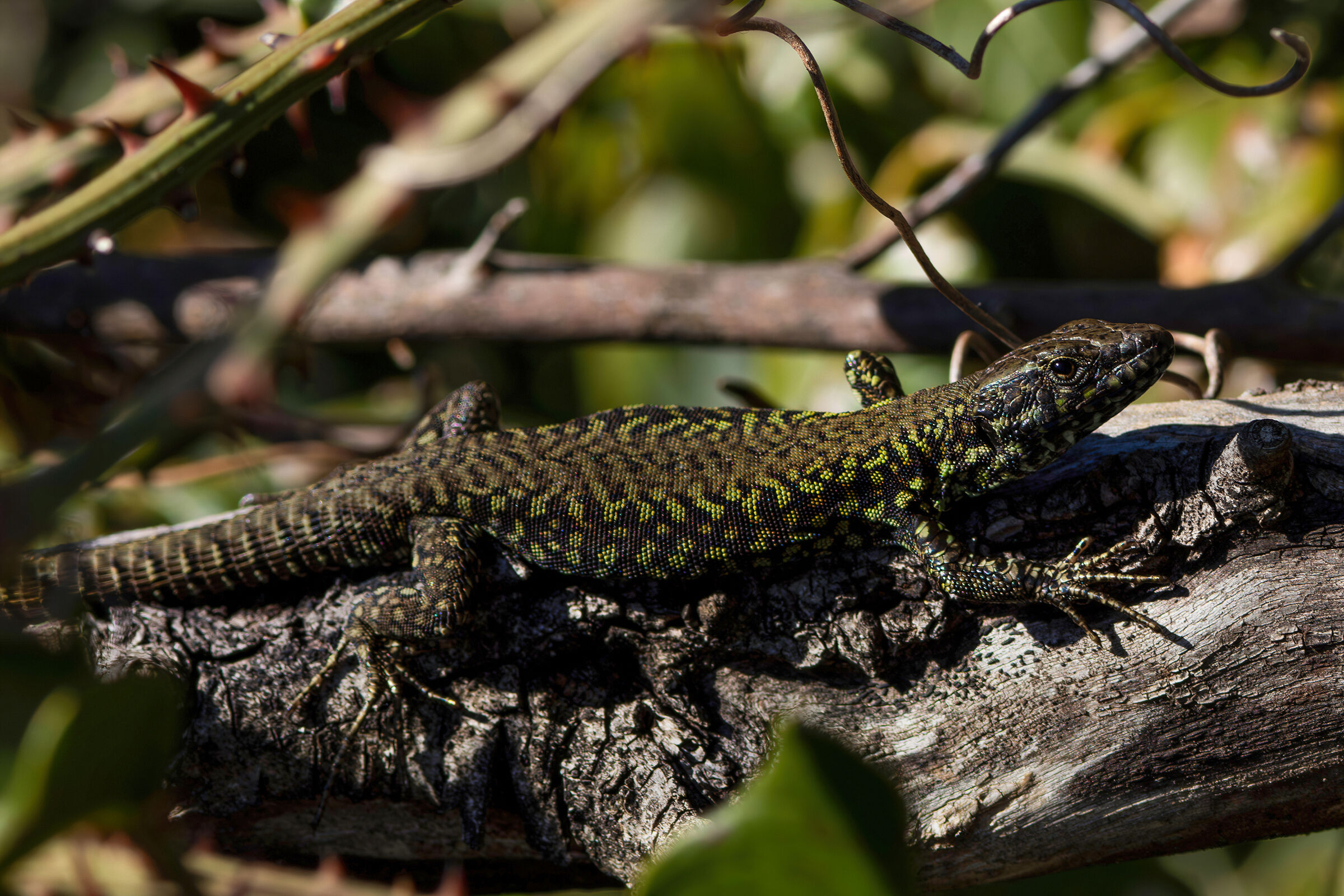 First lizard of 20024