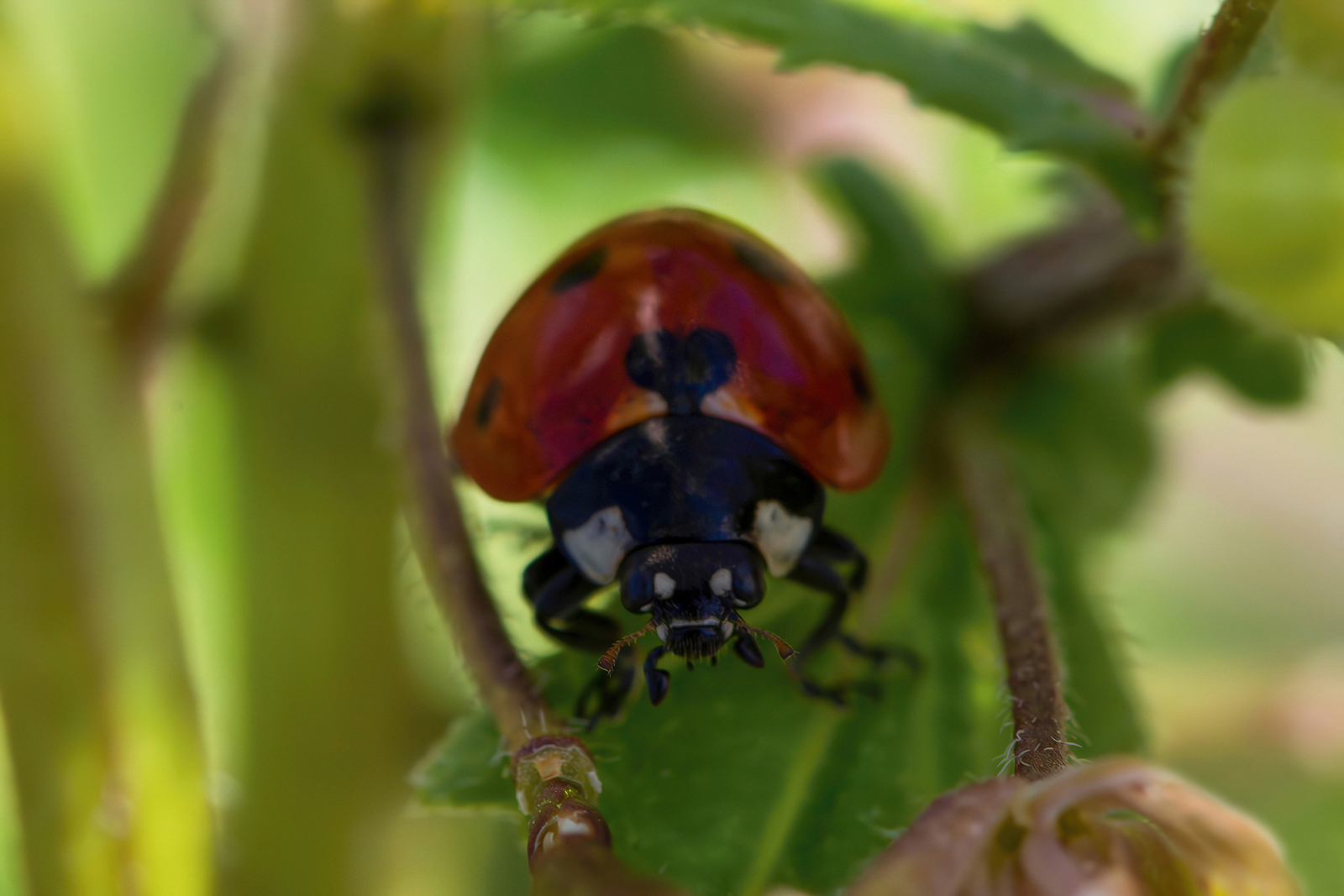 Uncomfortable Ladybug
