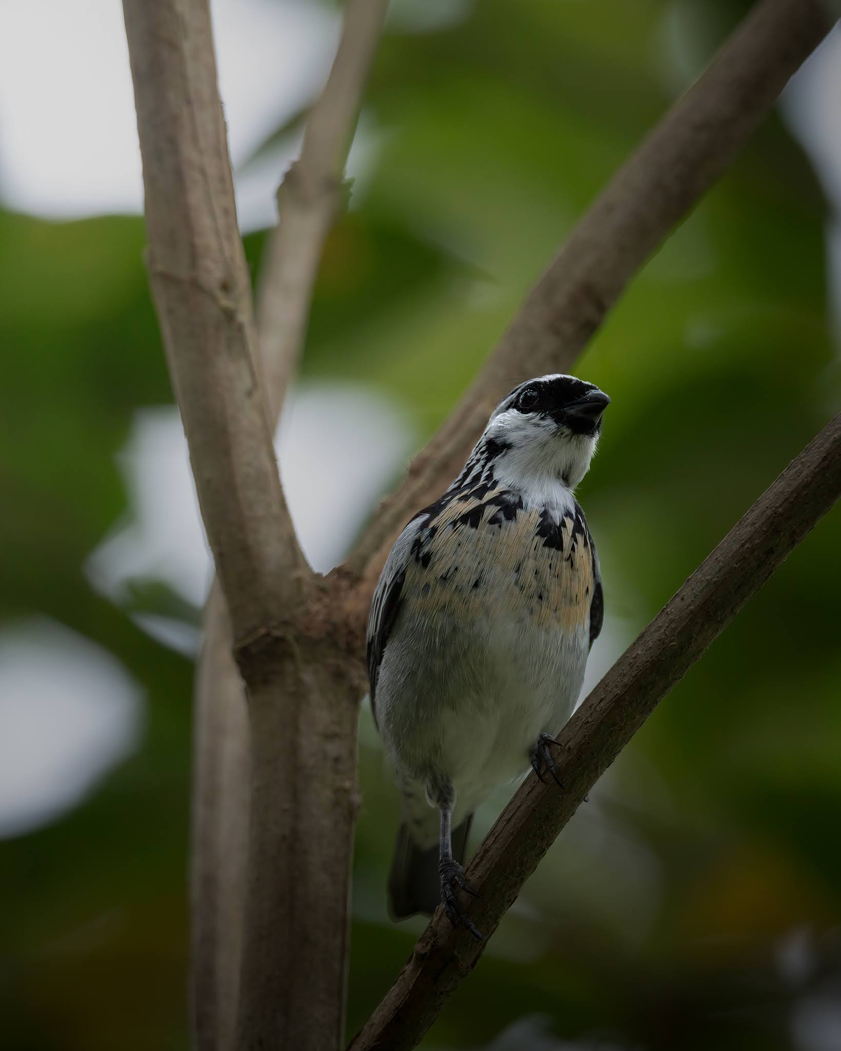 Platinum-plated Tangara