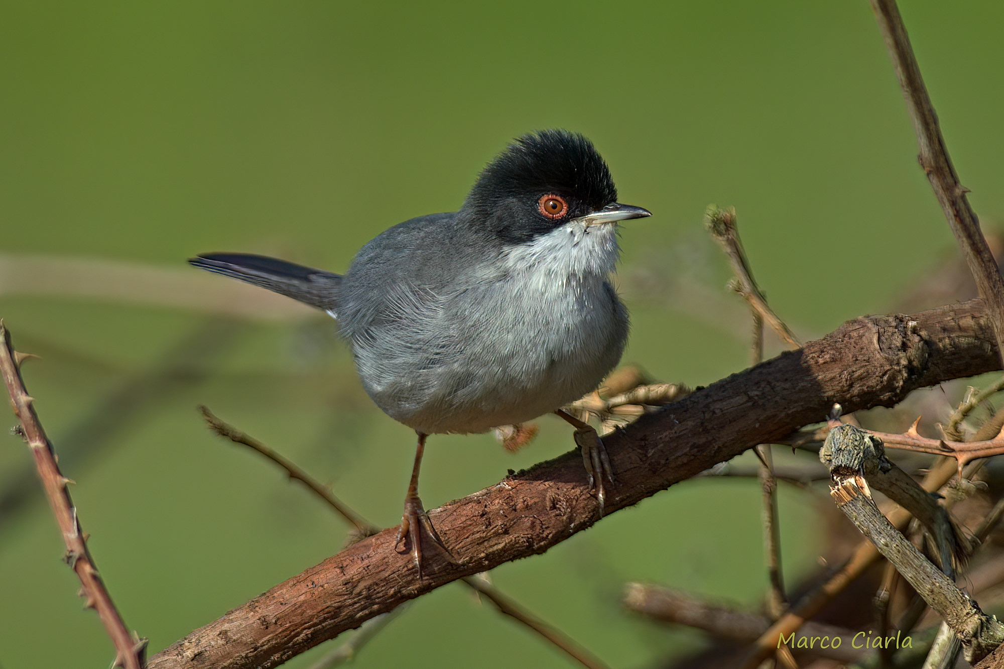 Occhiocotto ( Curruca melanocephala )